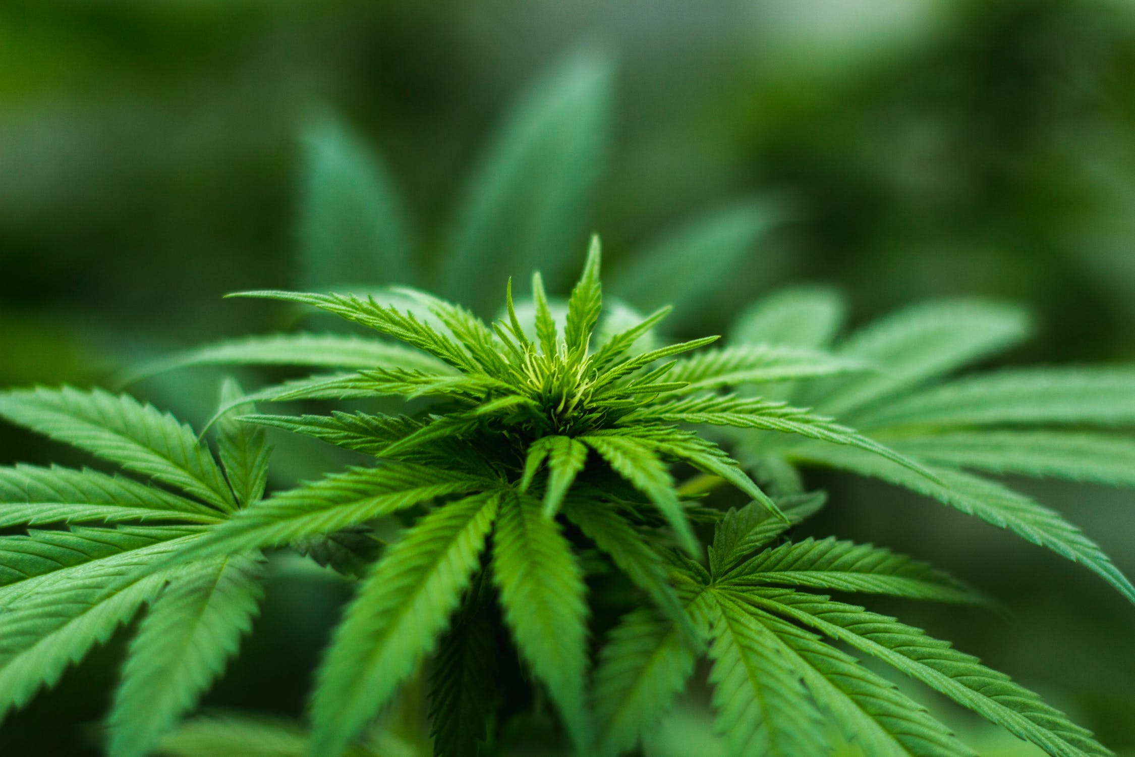 Delaware lawmakers introduce bill to legalize marijuana