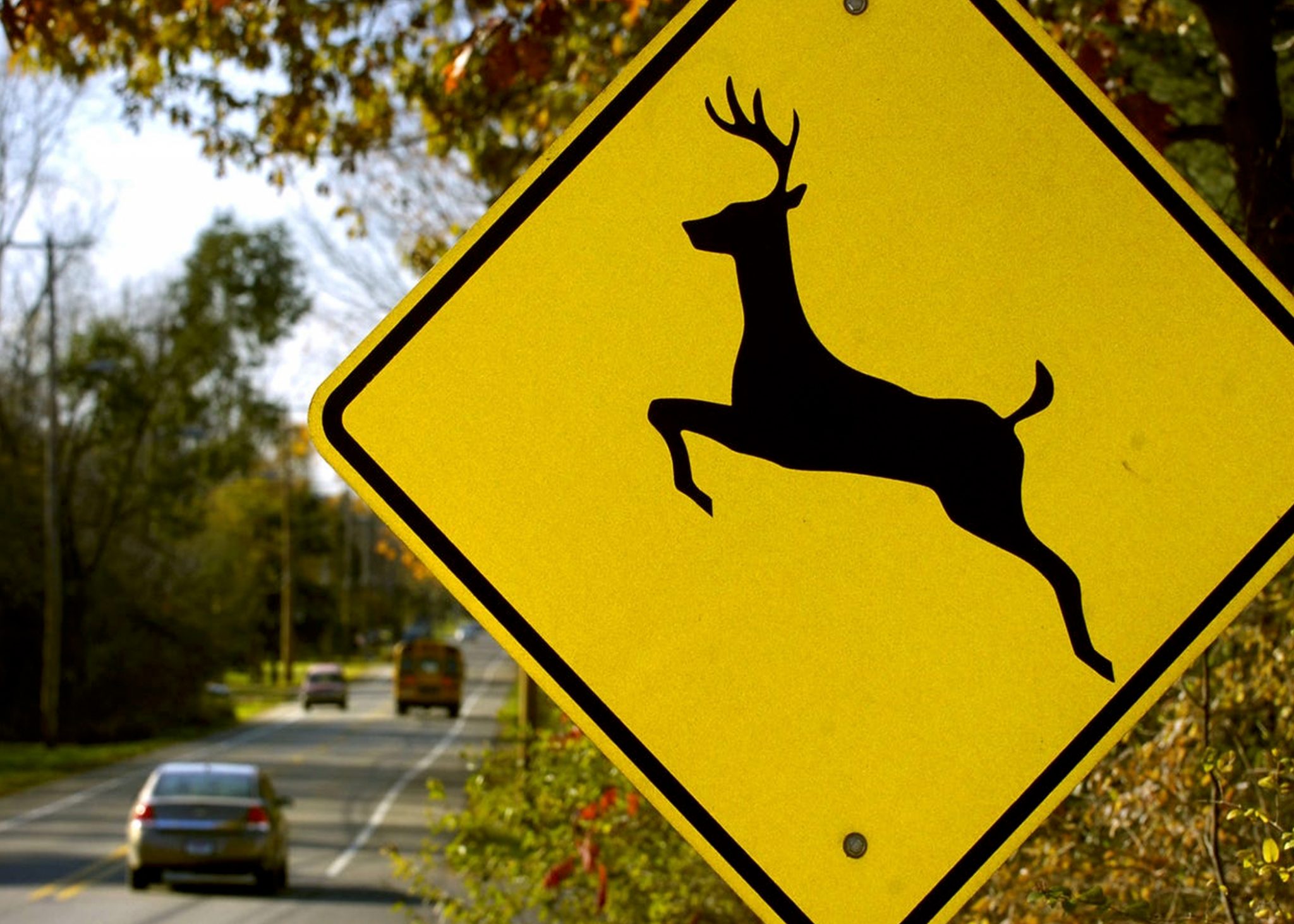 Delaware motorists urged to watch out for deer crossings