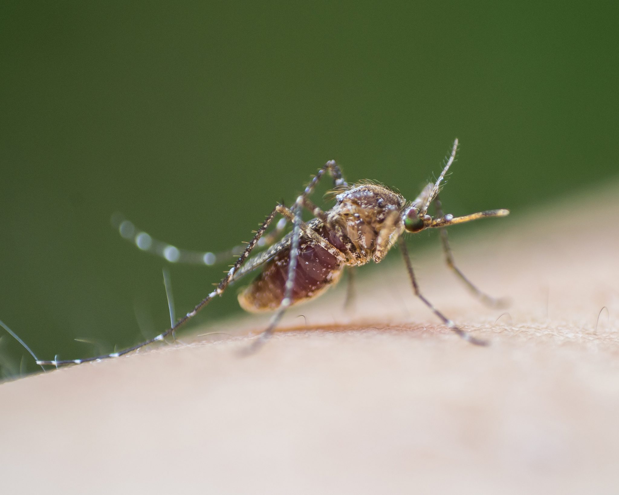 Sussex County woman contracts West Nile Virus