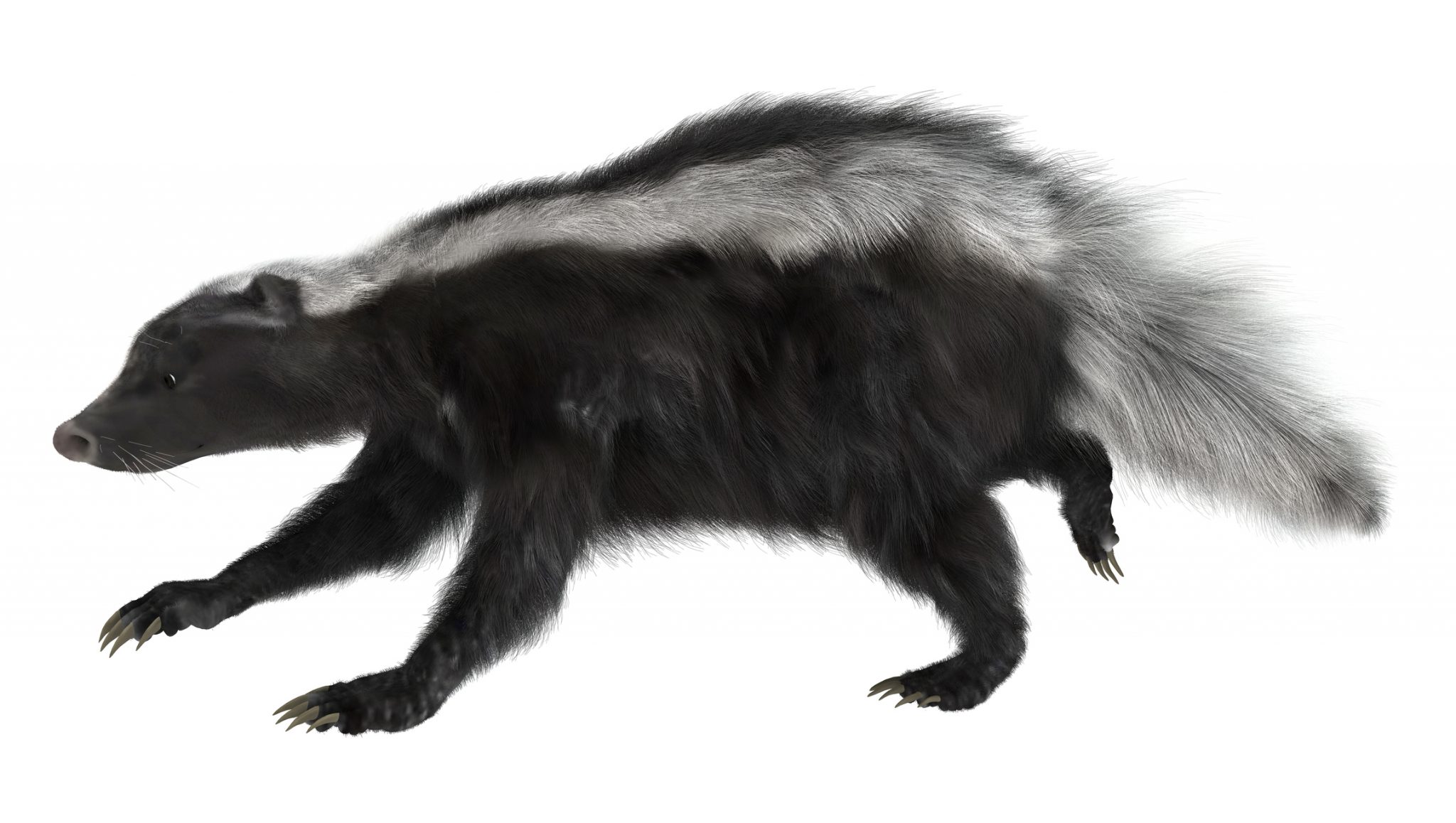 Skunk tests positive for rabies in Greenwood