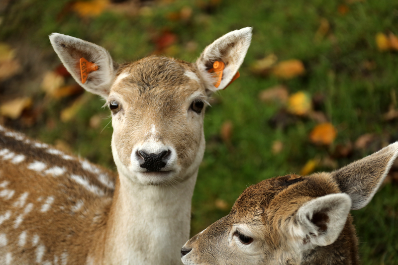 Additional hunting seasons open up next month in Delaware