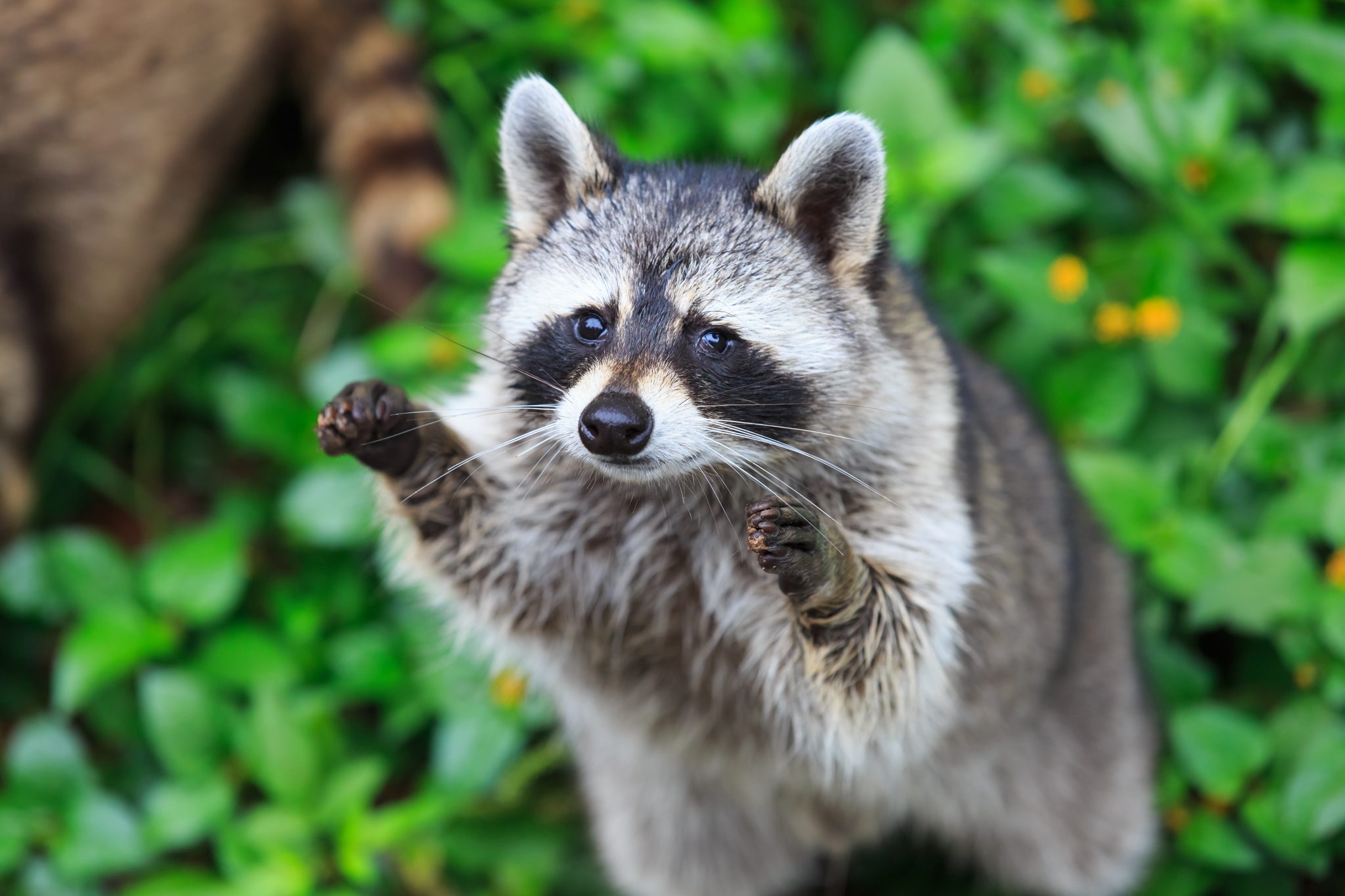 Raccoon tests positive for rabies in Georgetown