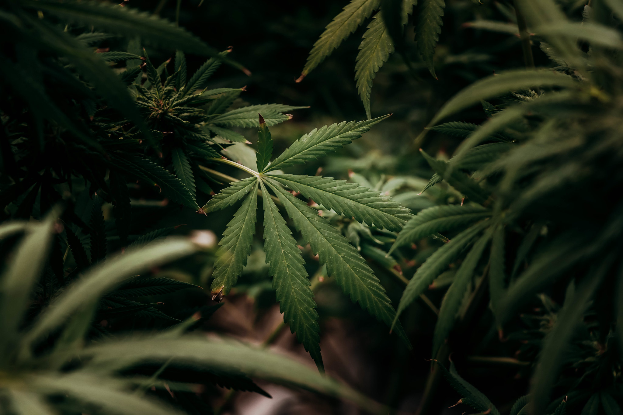 Carney voices opposition for marijuana legalization bill