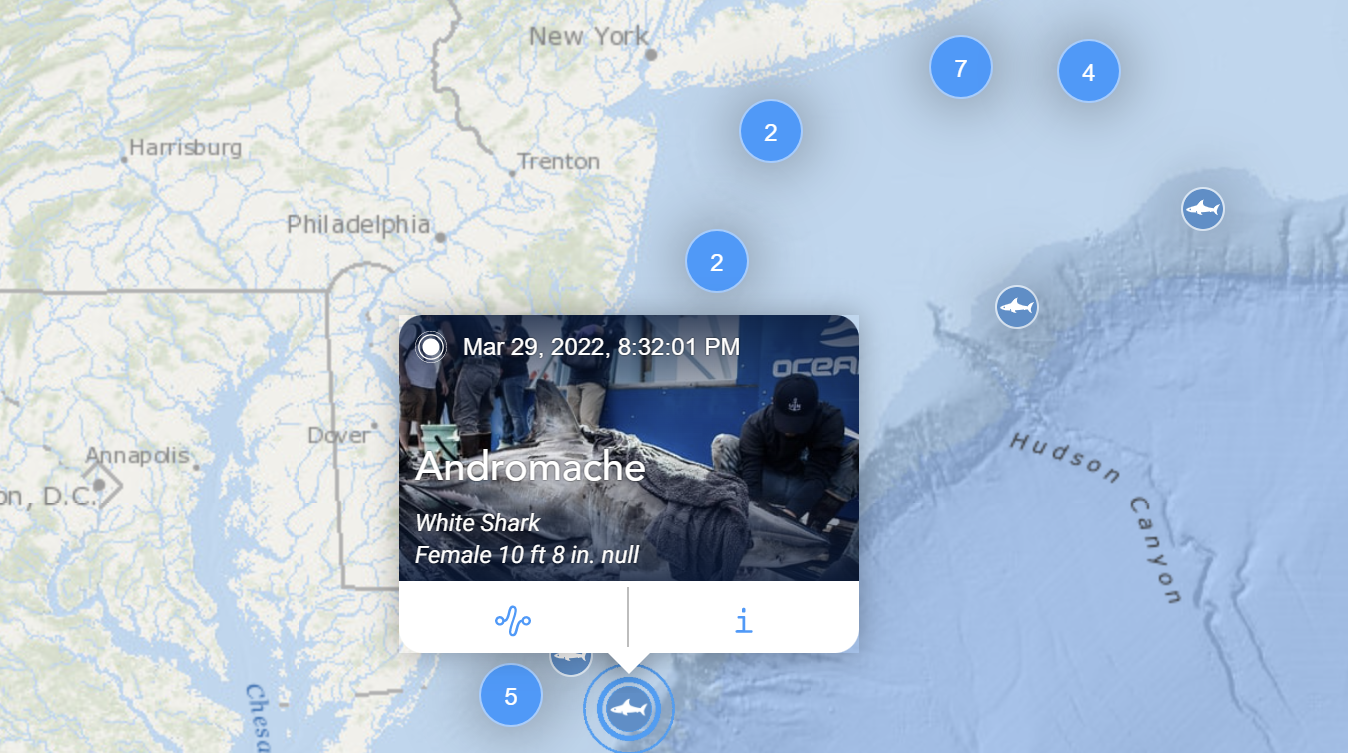 Great White Shark “Andromache” pings off Delmarva coast