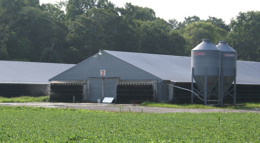 Bird flu confirmed on Kent County farm
