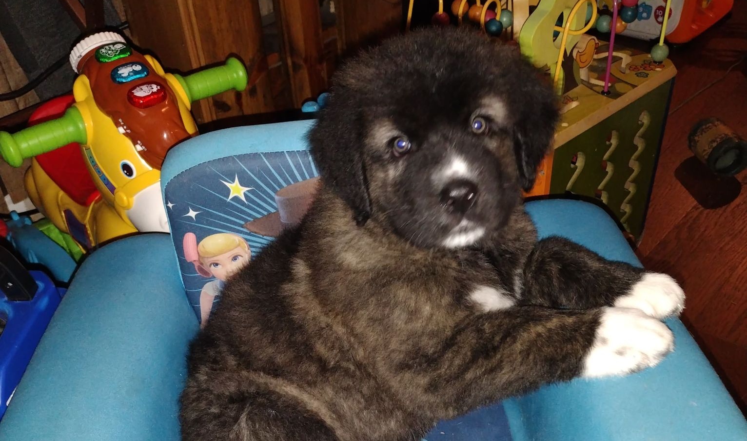 EXCLUSIVE: Dagsboro woman says she was sold a sick puppy that left her family gravely ill
