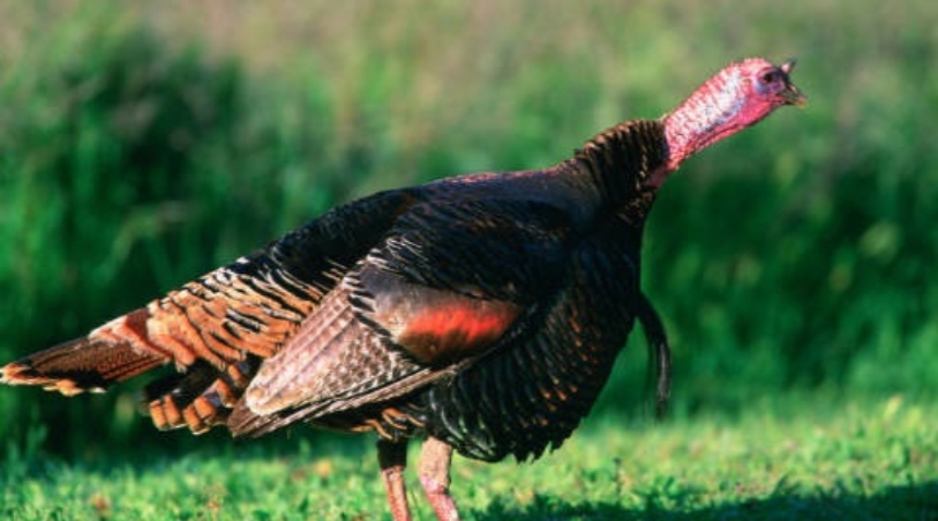Wild turkey hunting season kicks off in Delaware April 2nd