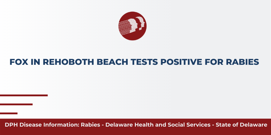 Fox tests positive for rabies in Rehoboth Beach