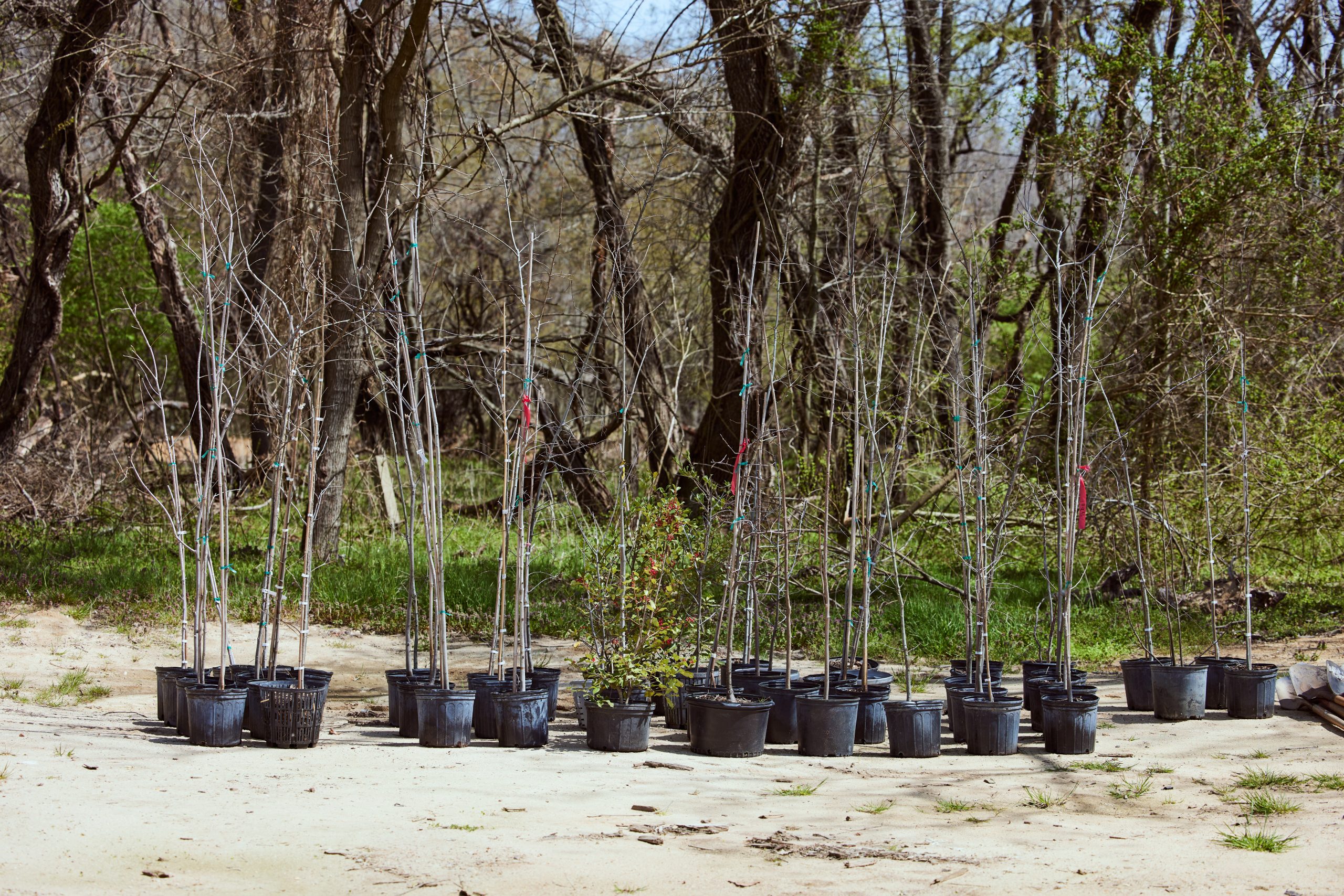 Funding Available for Tree-Planting Projects in Delaware