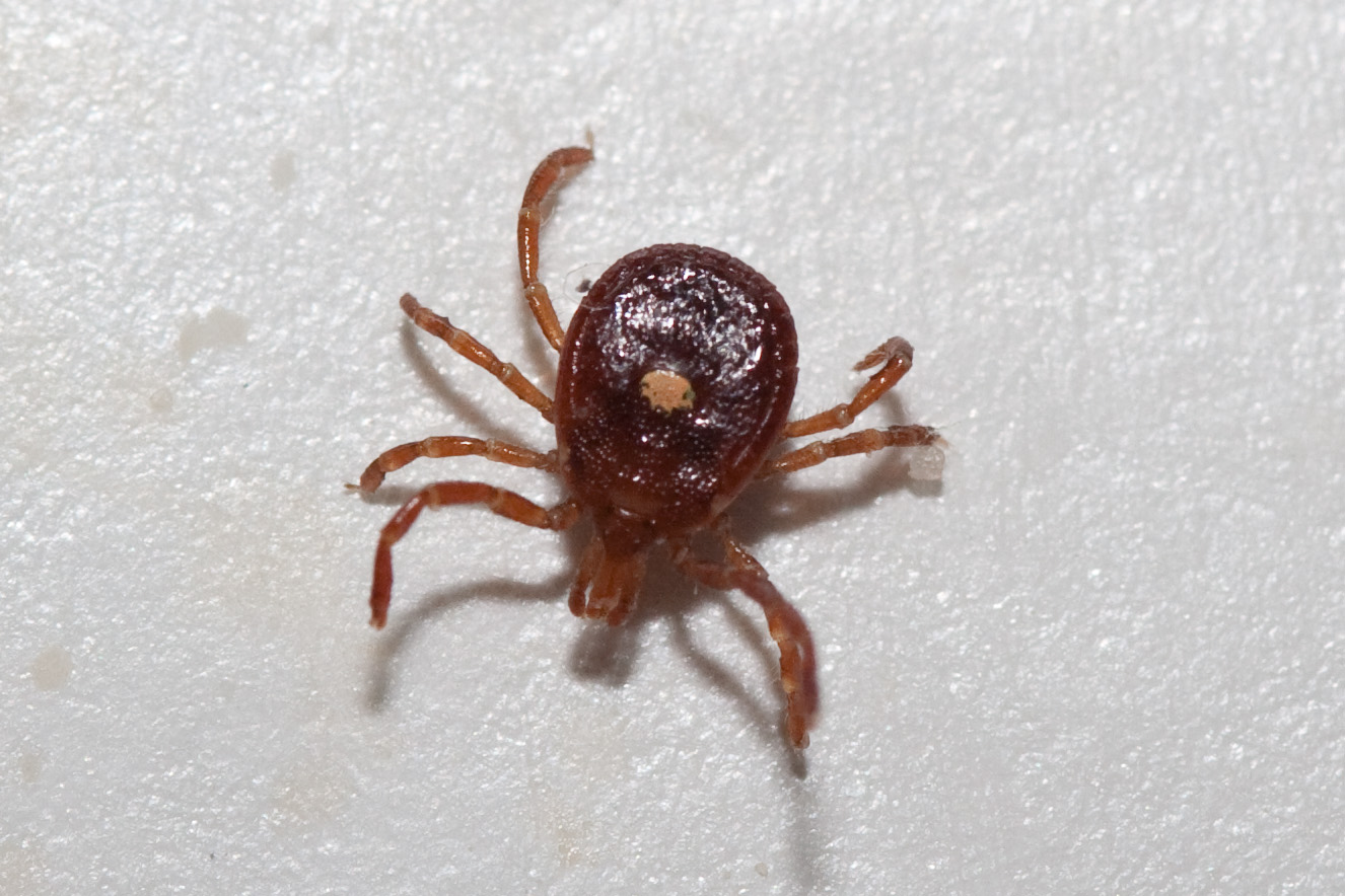 Tick season is here: Tips to prevent those pesky crawlers from biting you