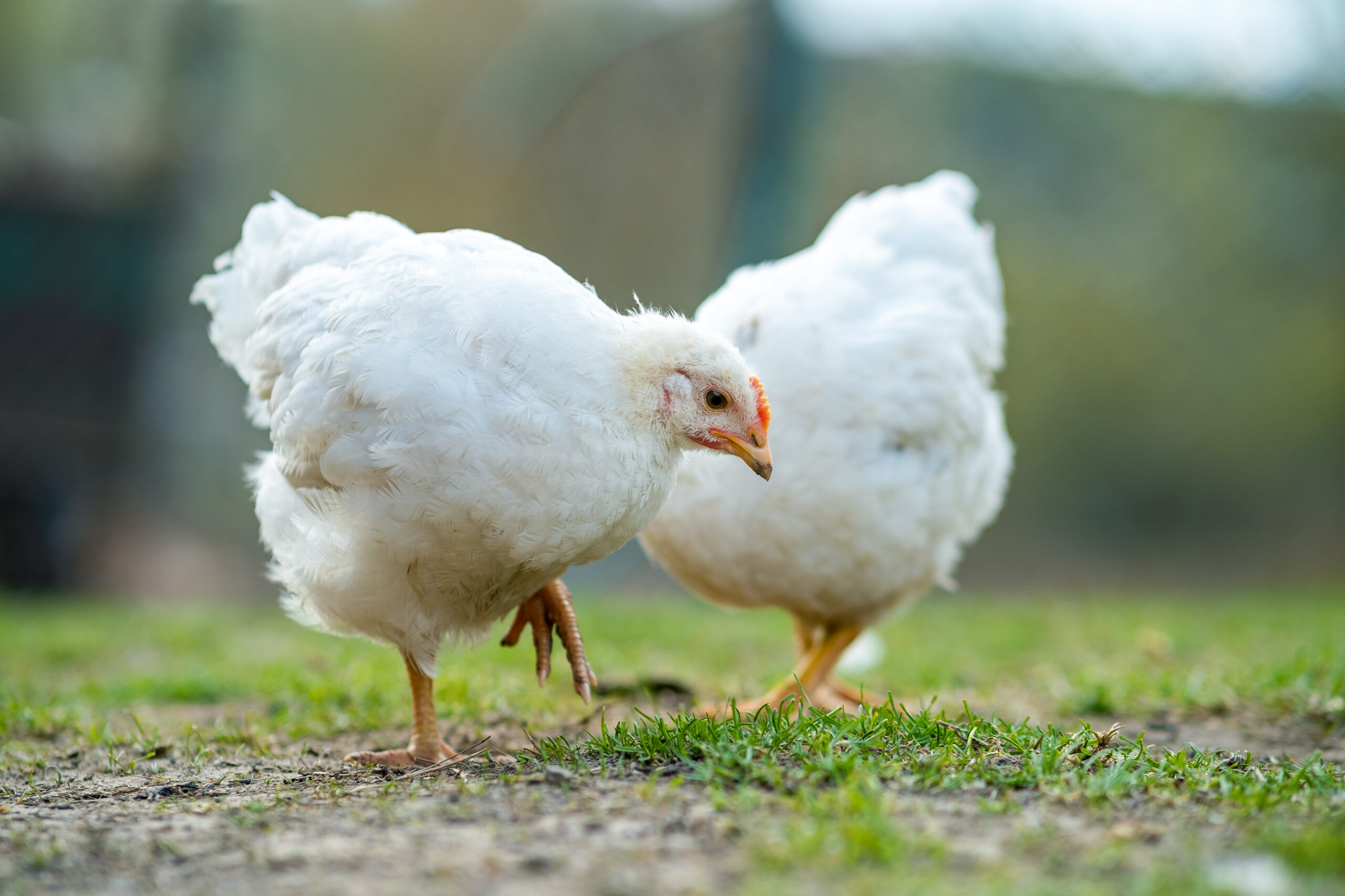 Three Protesters Kick Off Perdue Farms Protests in Wicomico County