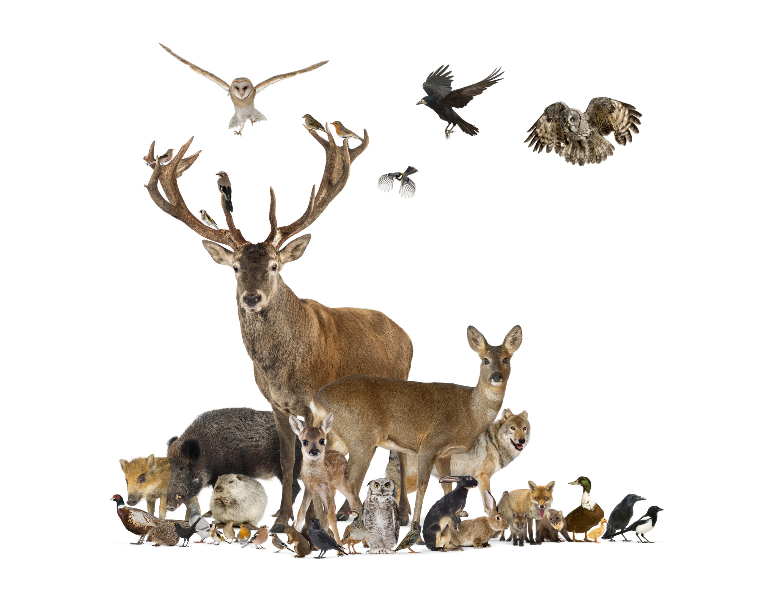 Maryland Lawmakers Push for Wildlife Protection on Roads