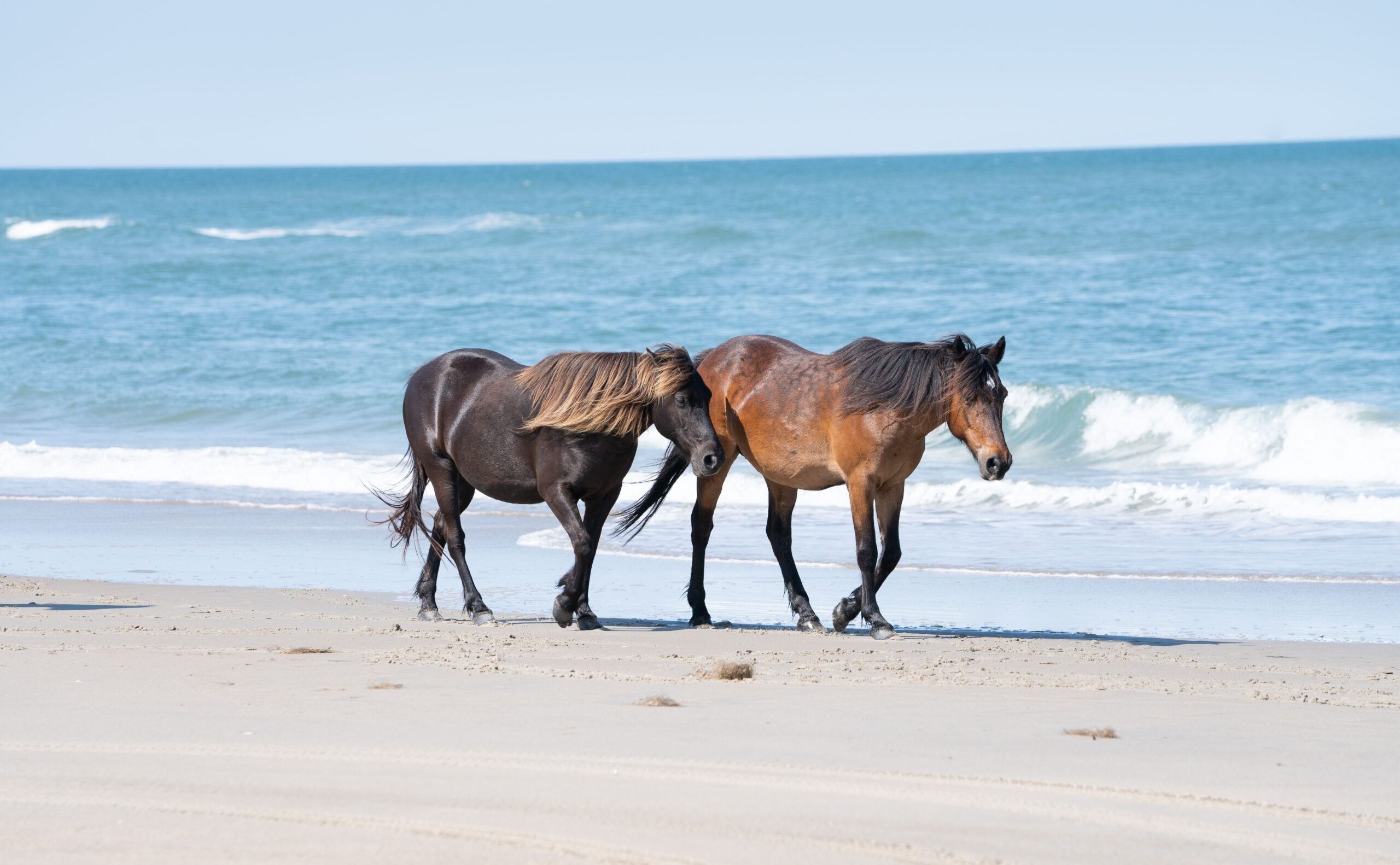 Chincoteague Fire Company Reaches Fundraising Goal for Pony Ambulance