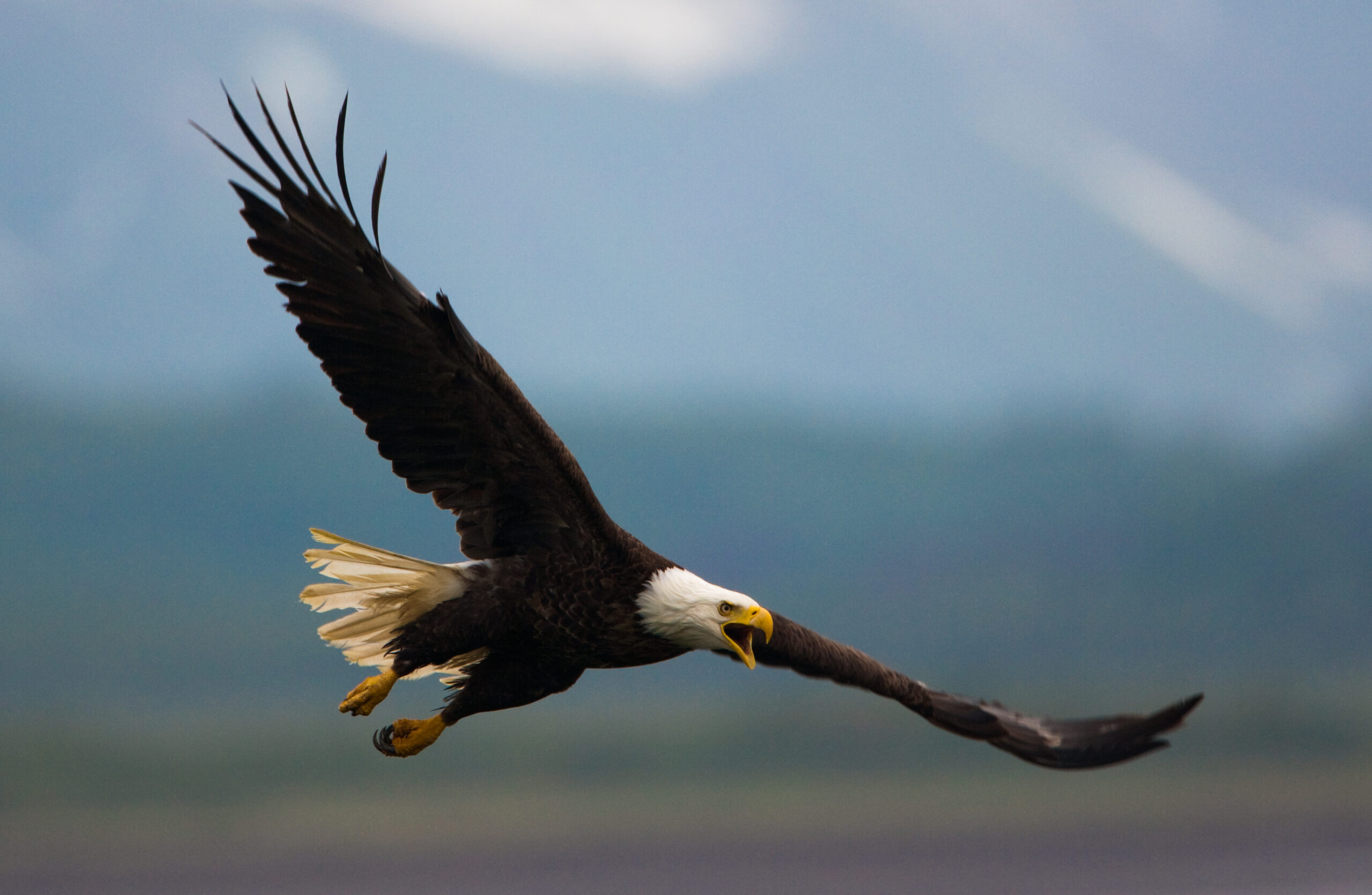 Virginia Man Sentenced for Poisoning Bald Eagles and Hawks on Eastern Shore