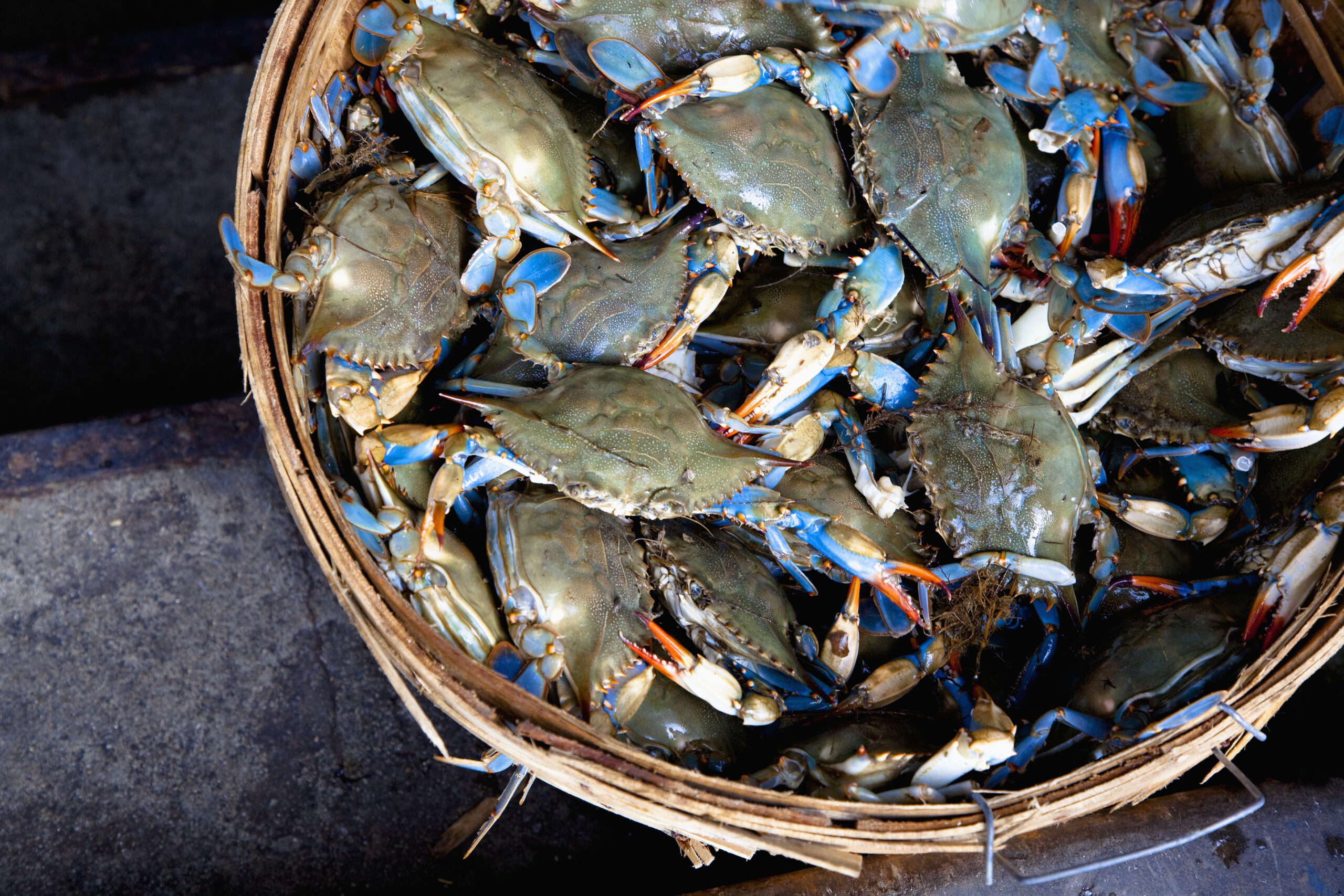 Maryland Crab Sales Decline Signals Potential Price Shift Despite Low Supply