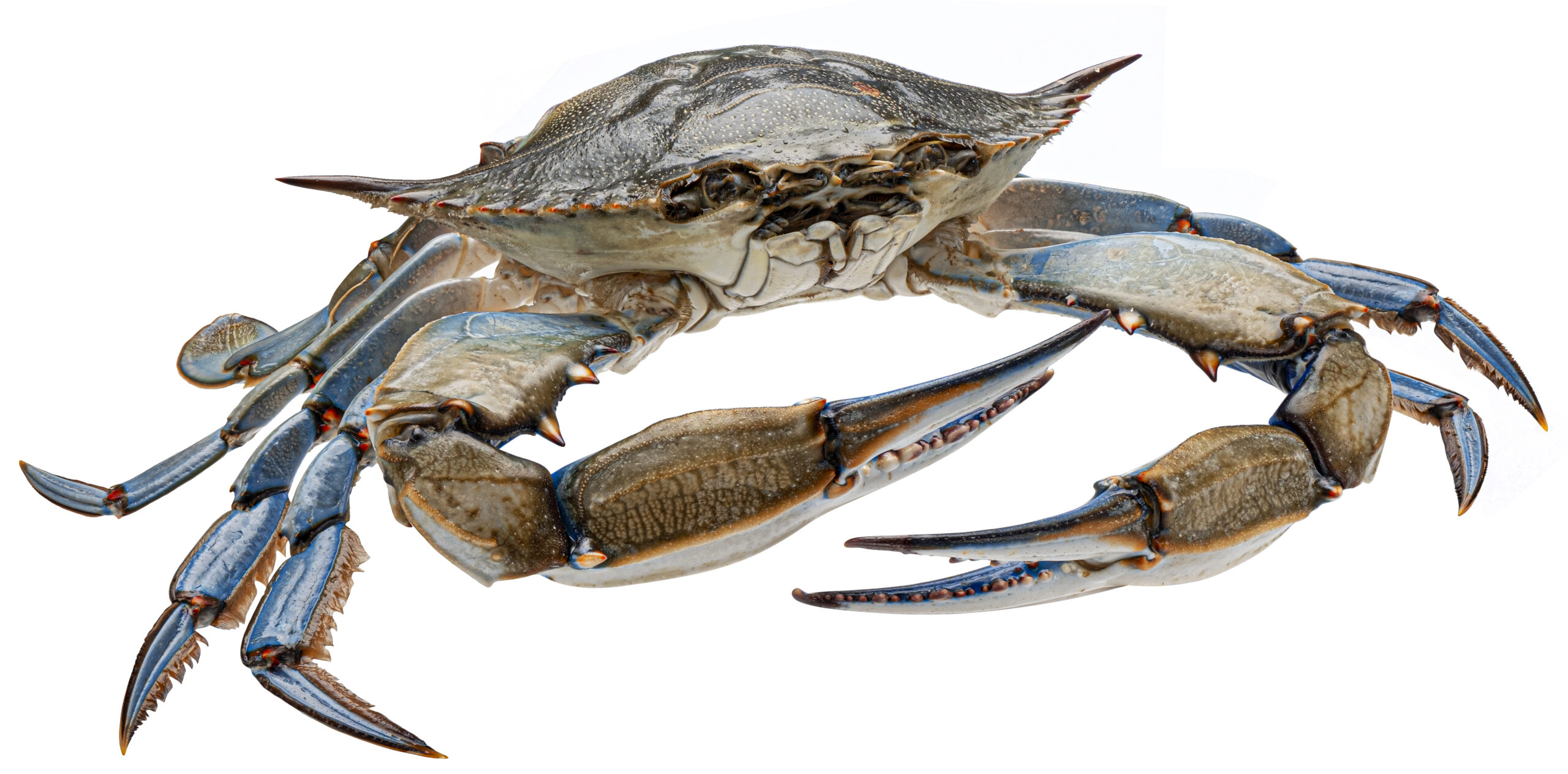 Blue Crab Crisis: Chesapeake Bay Population Sees Significant Drop This Year