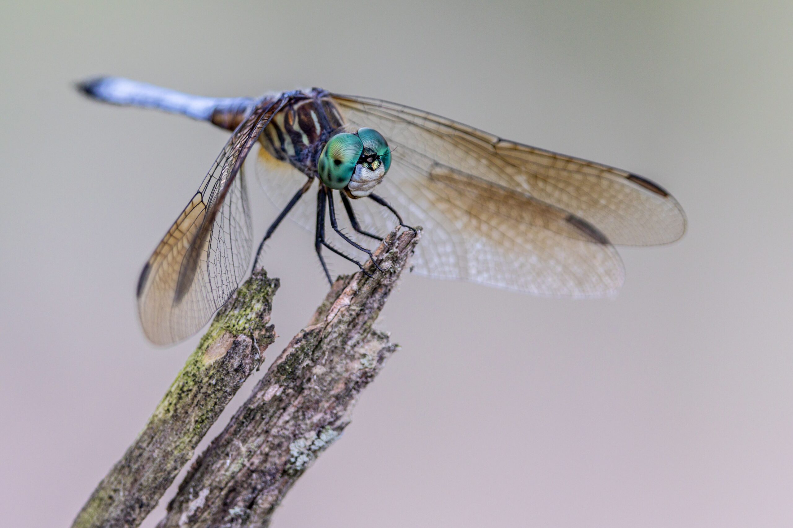 Delaware Selects Official State Dragonfly