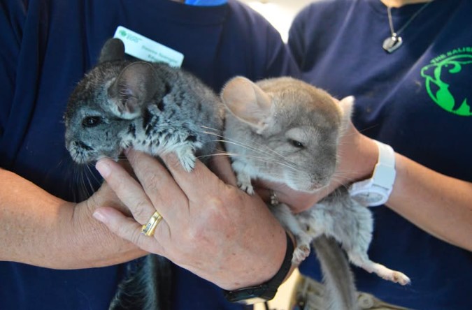 Salisbury Zoo Introduces Chinchilla Brothers as New Wildlife Ambassadors
