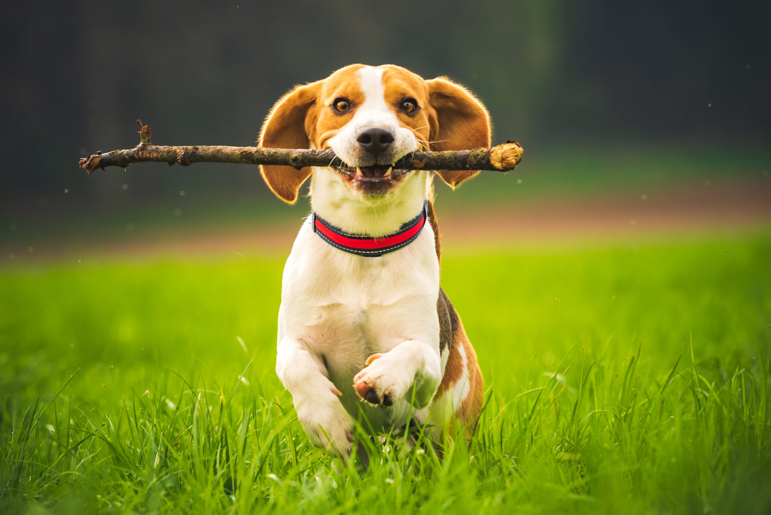 Pet Owners on Delmarva Warned About Scam Targeting Emergency Pet Care
