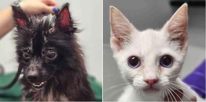 25 Animals Rescued from Neglect in Sussex County