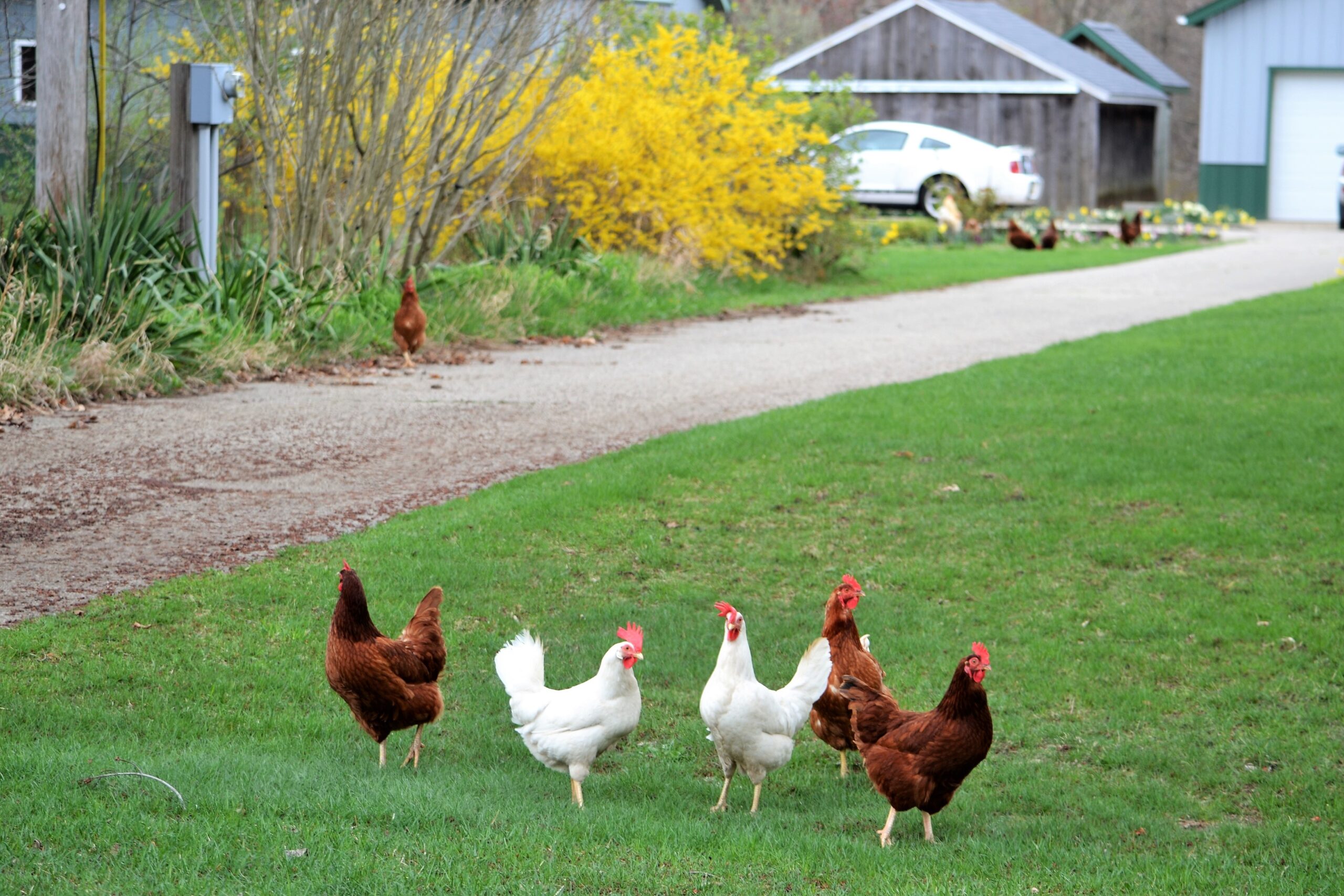 Stray Chickens in Salisbury Spotlight City’s Backyard Poultry Rules