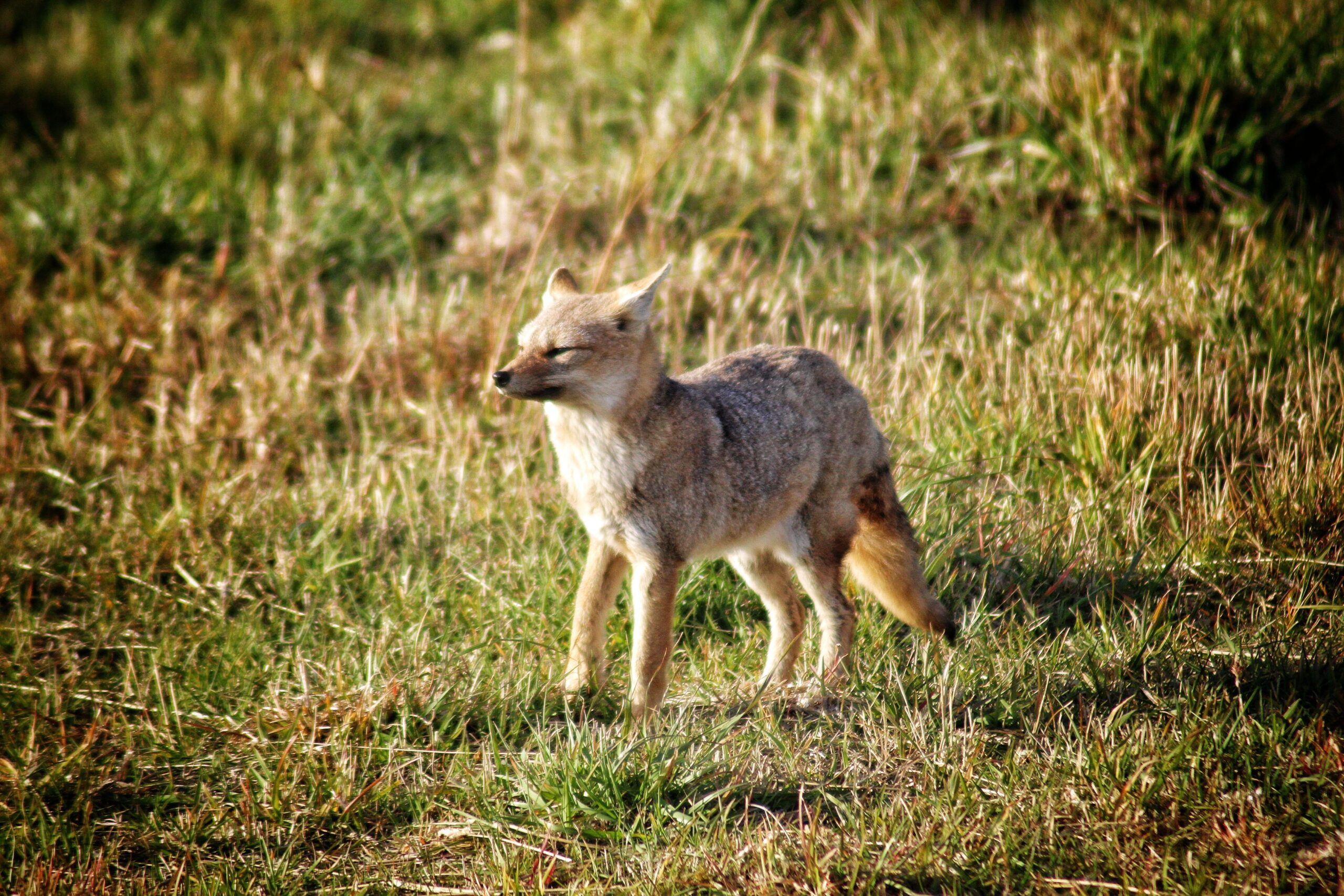 Delaware Sees Increased Wildlife Activity Amid Development and Seasonal Changes