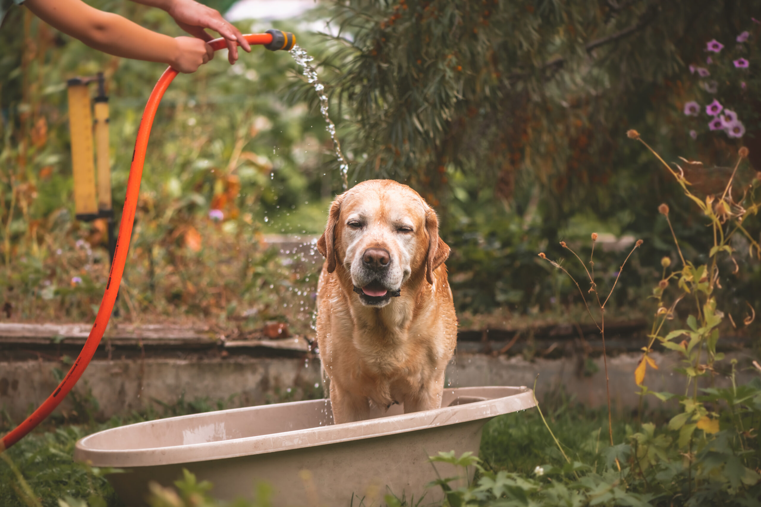 Humane Animal Partners Warns Pet Owners During Heat Wave