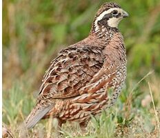 Quail Rebound in Nanticoke Wildlife Management Area