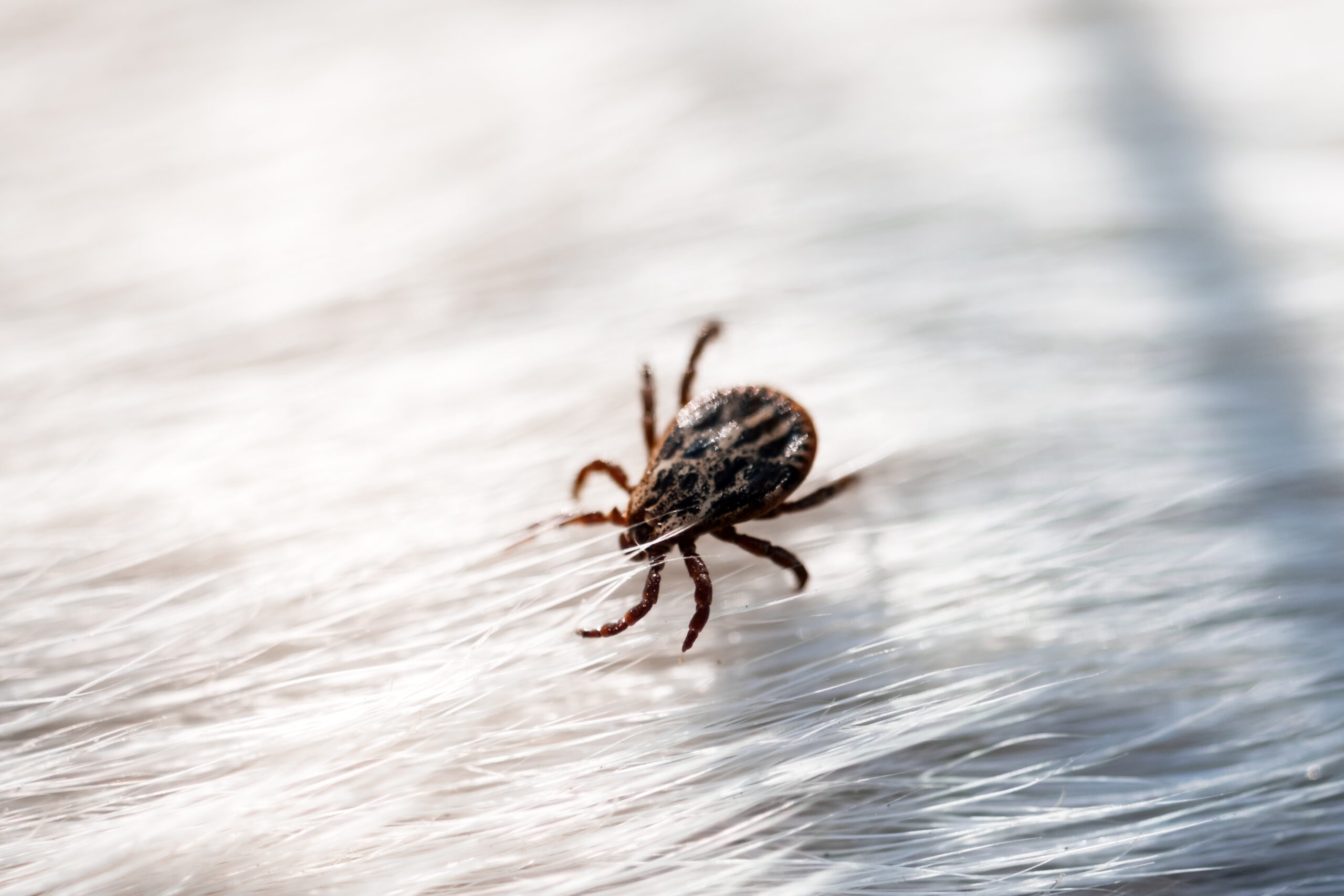 Delaware Officials Urge Tick Precautions as Peak Season Begins