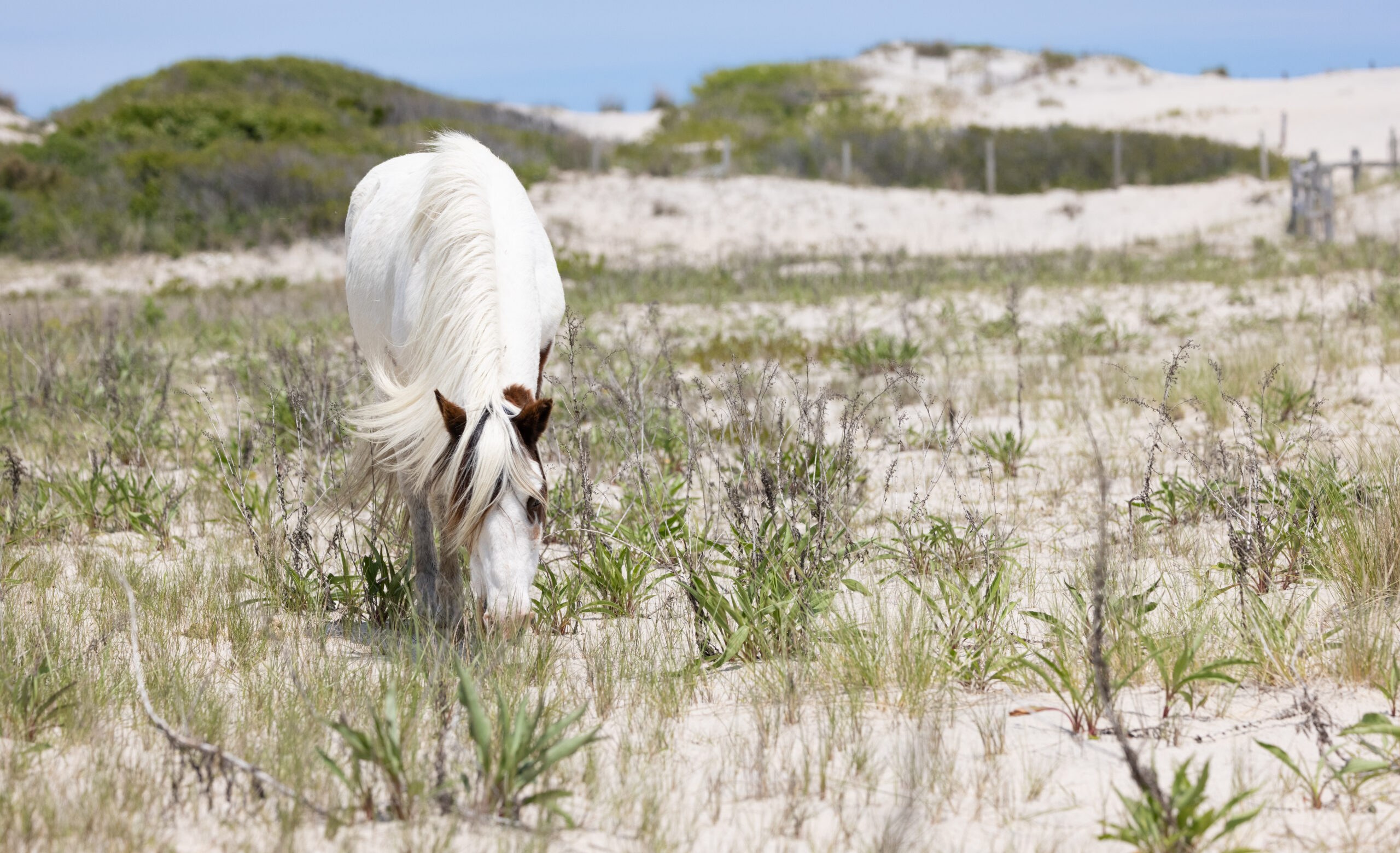 Assateague Island Reminds Visitors to Follow Leave No Trace Principles to Protect Natural Beauty