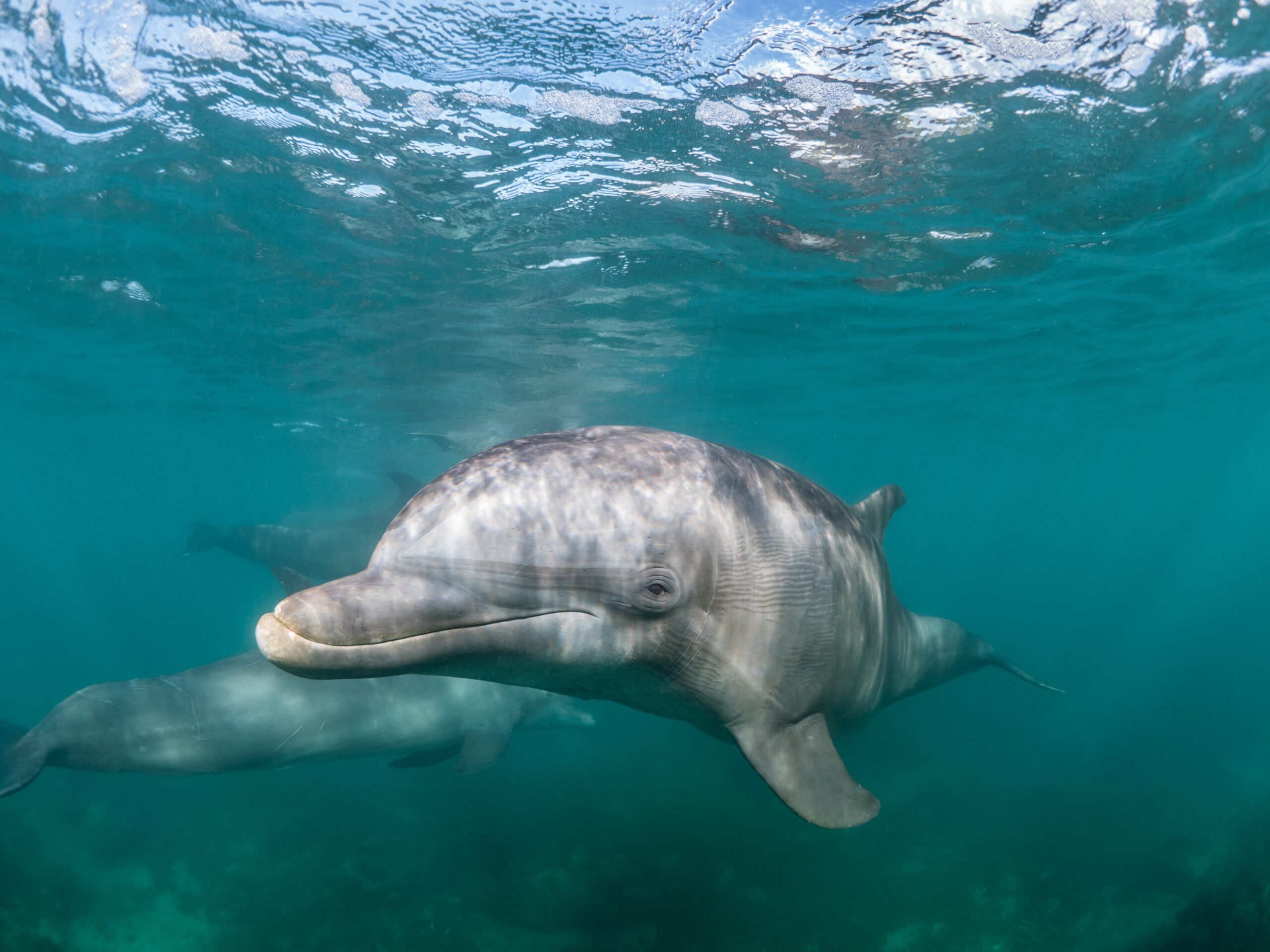 VIRGINIA SEEKS PUBLIC INPUT ON MARINE MAMMAL CONSERVATION PLAN