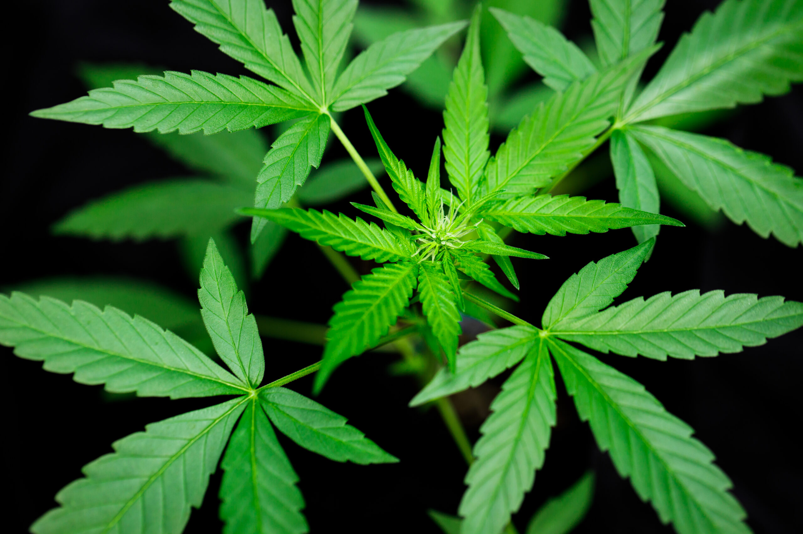 Delaware Launches Recreational Marijuana Sales August 1