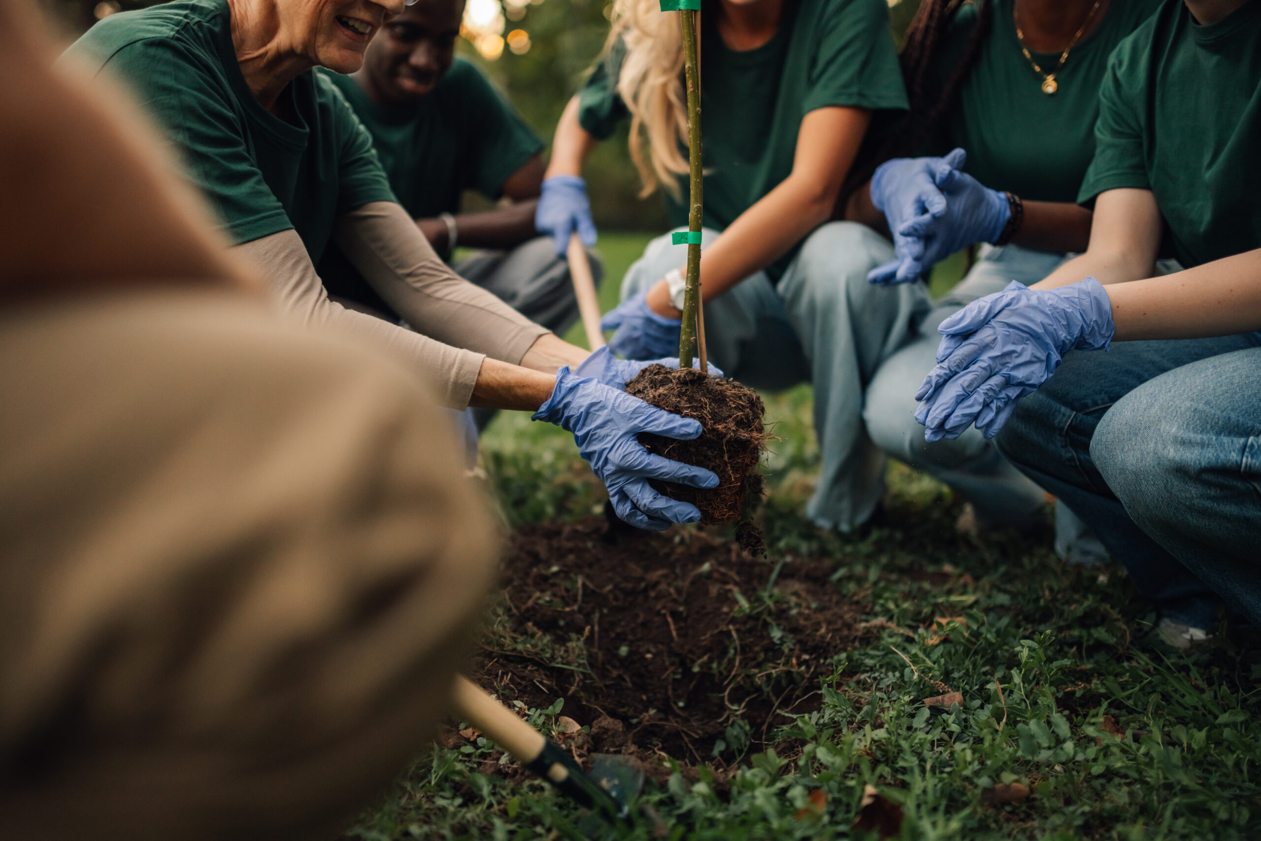 Grant Deadline for 2026 Tree Plantings Under TEDI Approaching