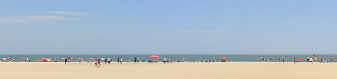 JELLYFISH SWARMS IMPACT OCEAN CITY BEACHGOERS