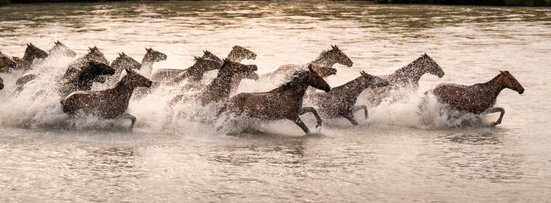 CHINCOTEAGUE TO MARK 100TH PONY PENNING WITH ENHANCED SECURITY AFTER ONLINE THREAT