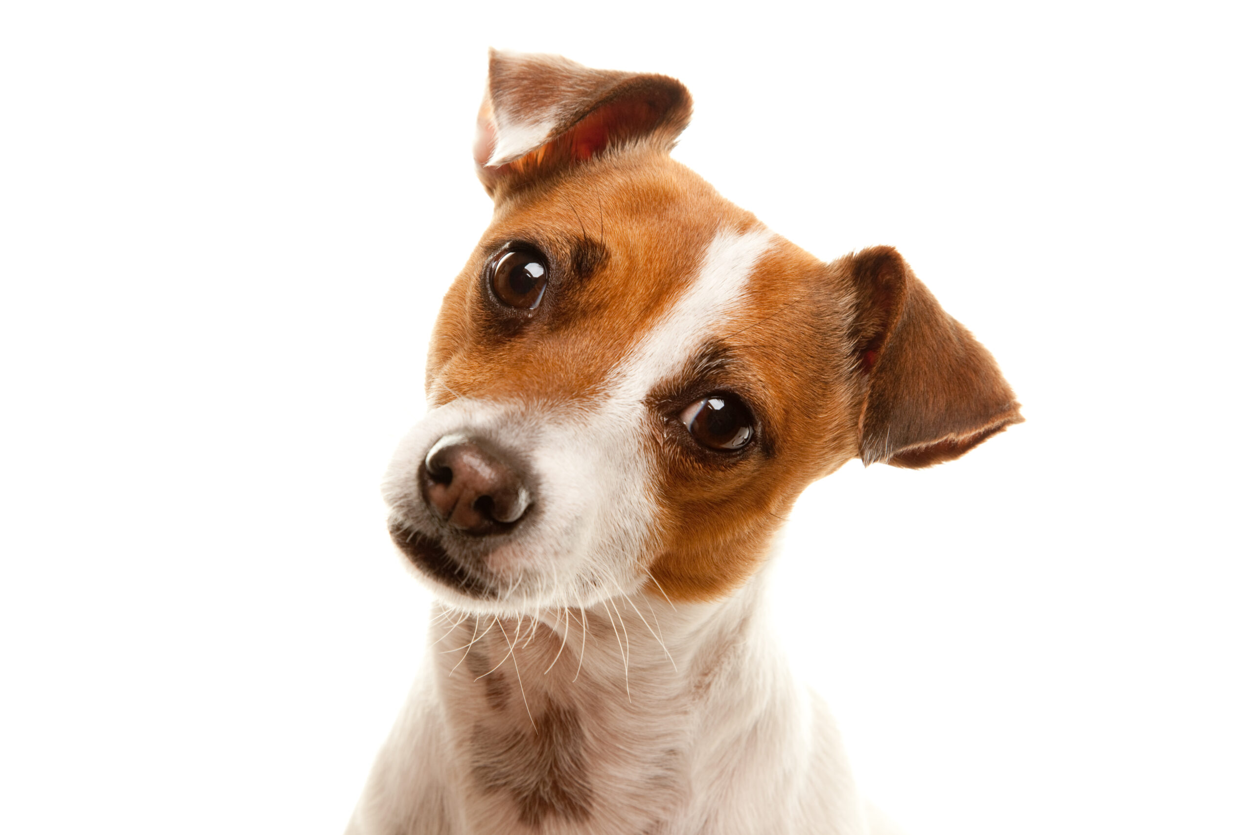 Ocean City Police Warn of Scam Using AI-Generated Dog Photos to Trick Buyers