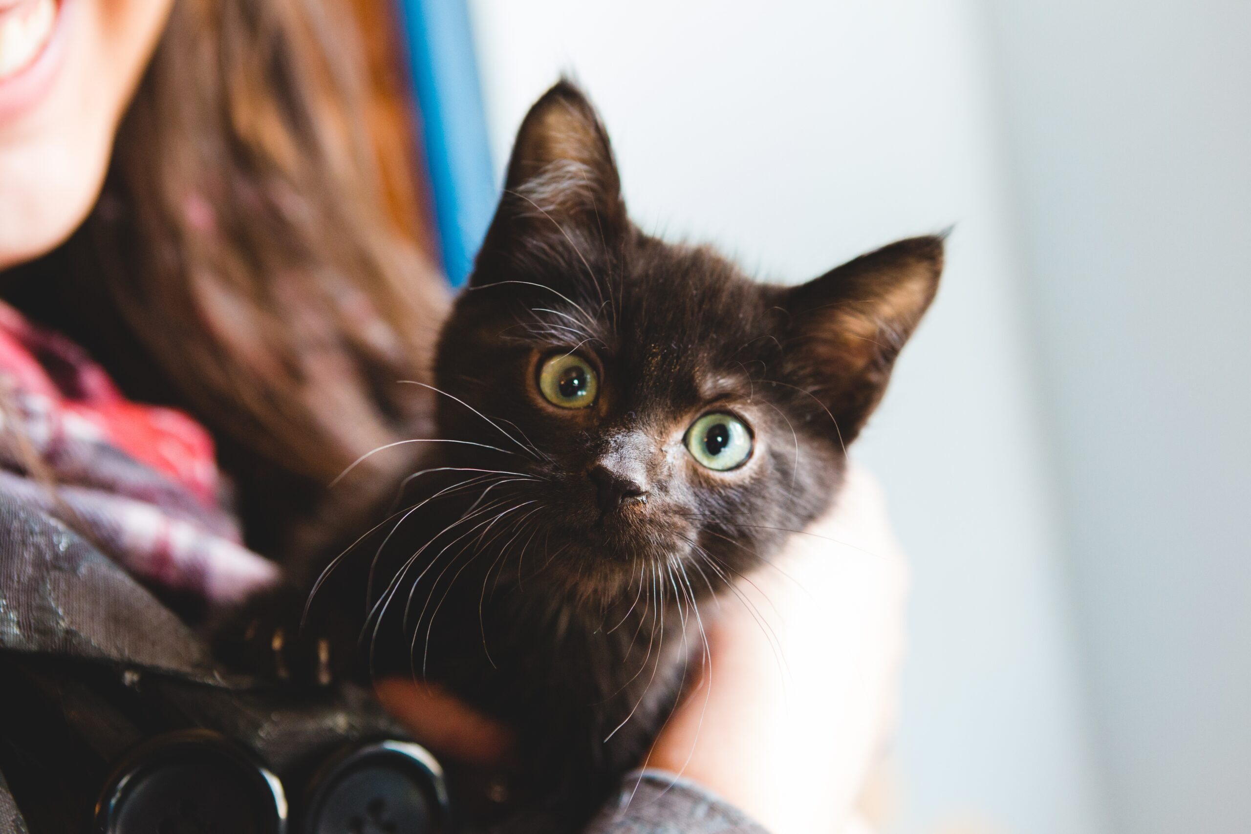 PET ADOPTIONS IN REHOBOTH BEACH OFFERED WITHOUT FEES TO BOOST SHELTER SUPPORT