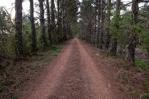 HUNT CLUBS ELIGIBLE FOR CHESAPEAKE FOREST LEASE LOTTERY