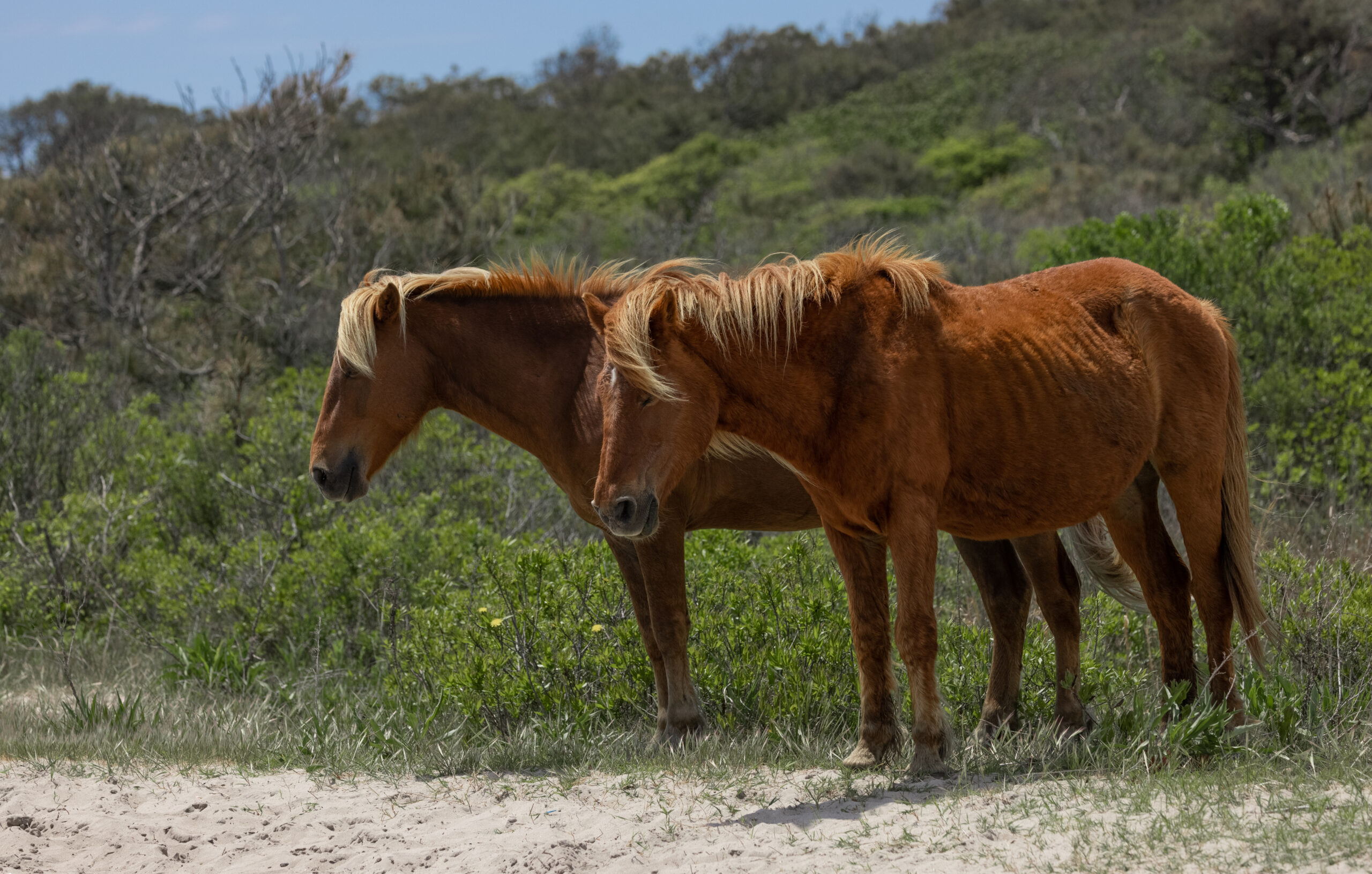 Chincoteague’s 100th Annual Pony Auction Sets New Record, Raising Over $1 Million