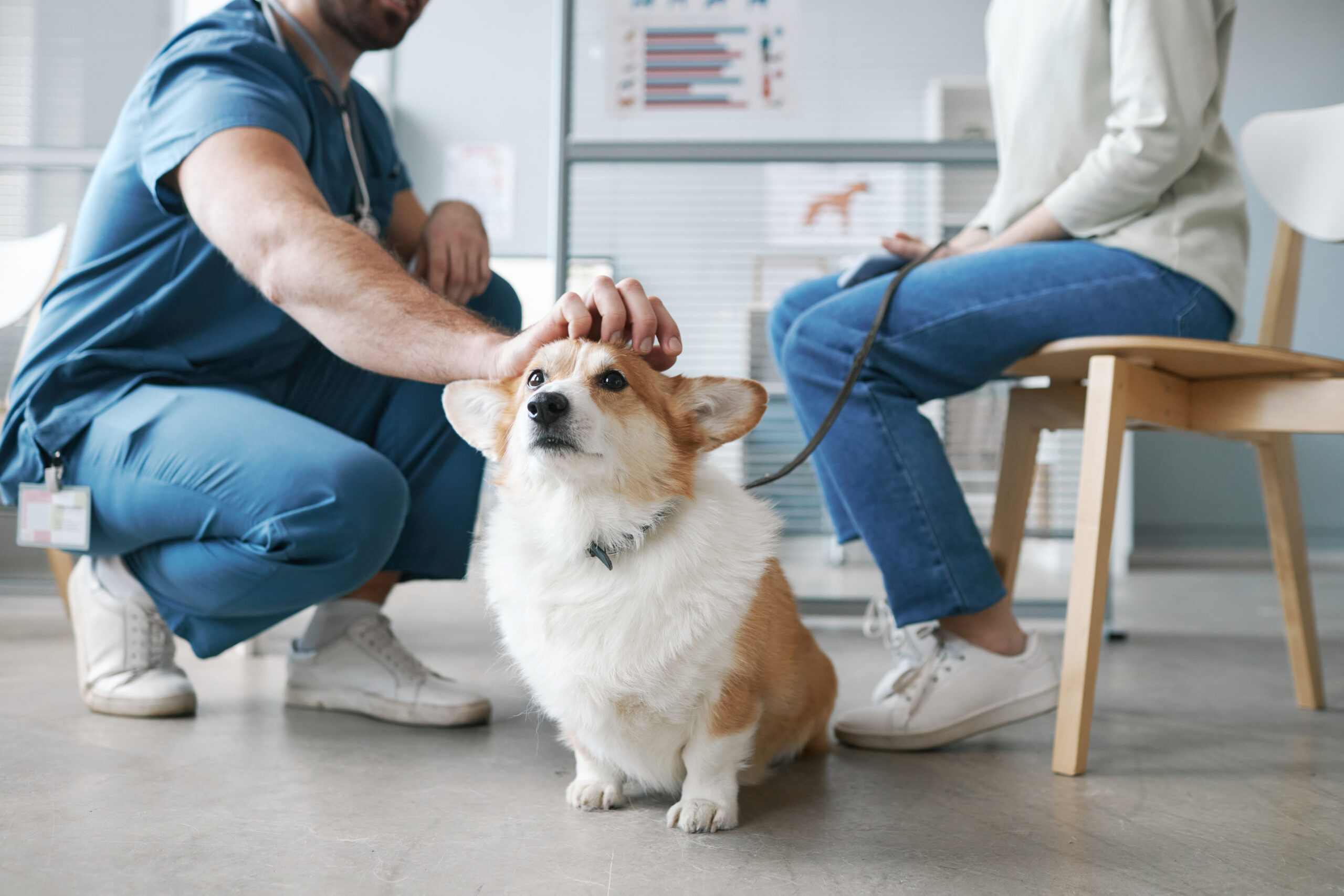 Protecting Pets and People: Virginia Observes Rabies Awareness Week