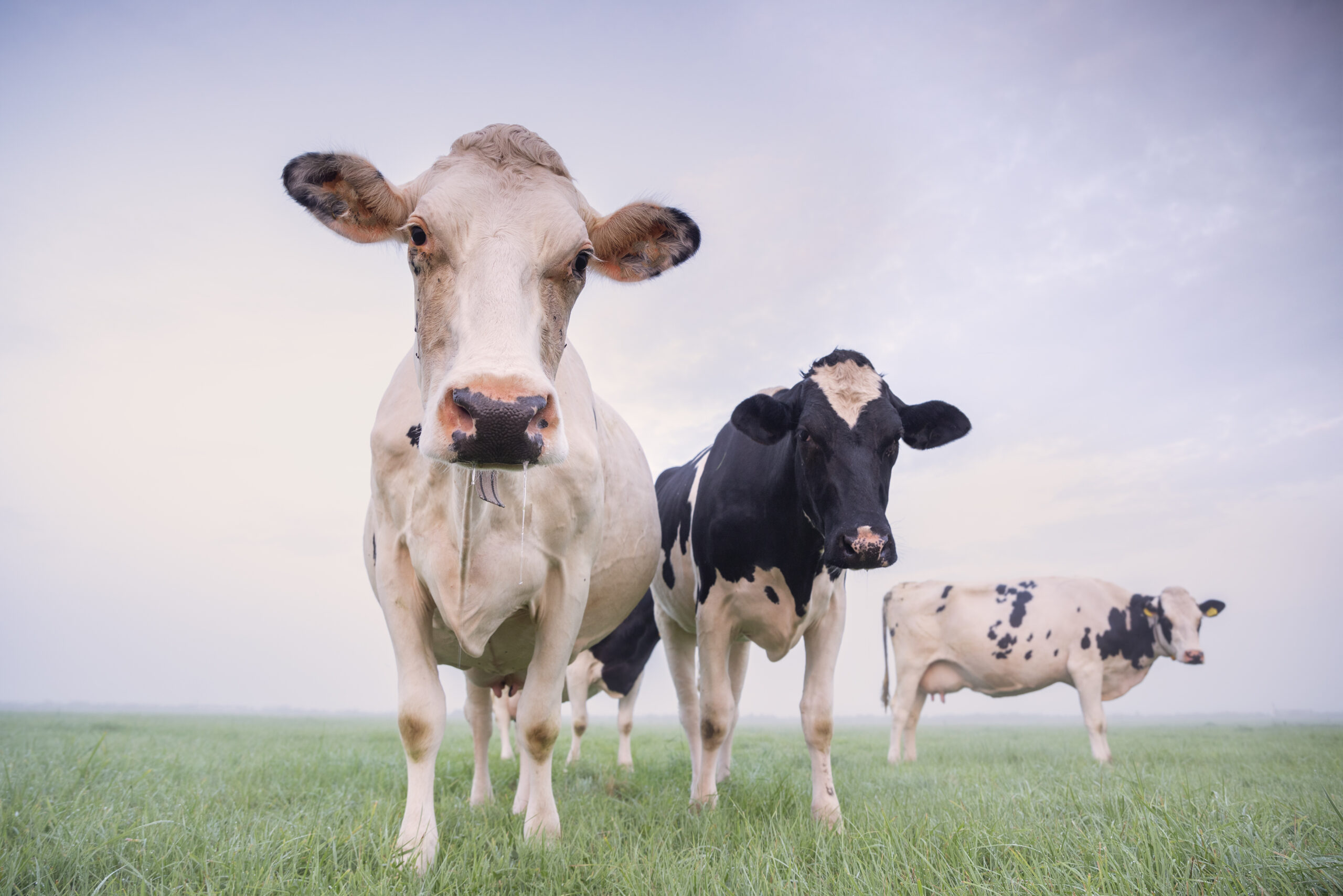 Maryland Department of Agriculture Offers Fall Grants to Farmers for Manure Management