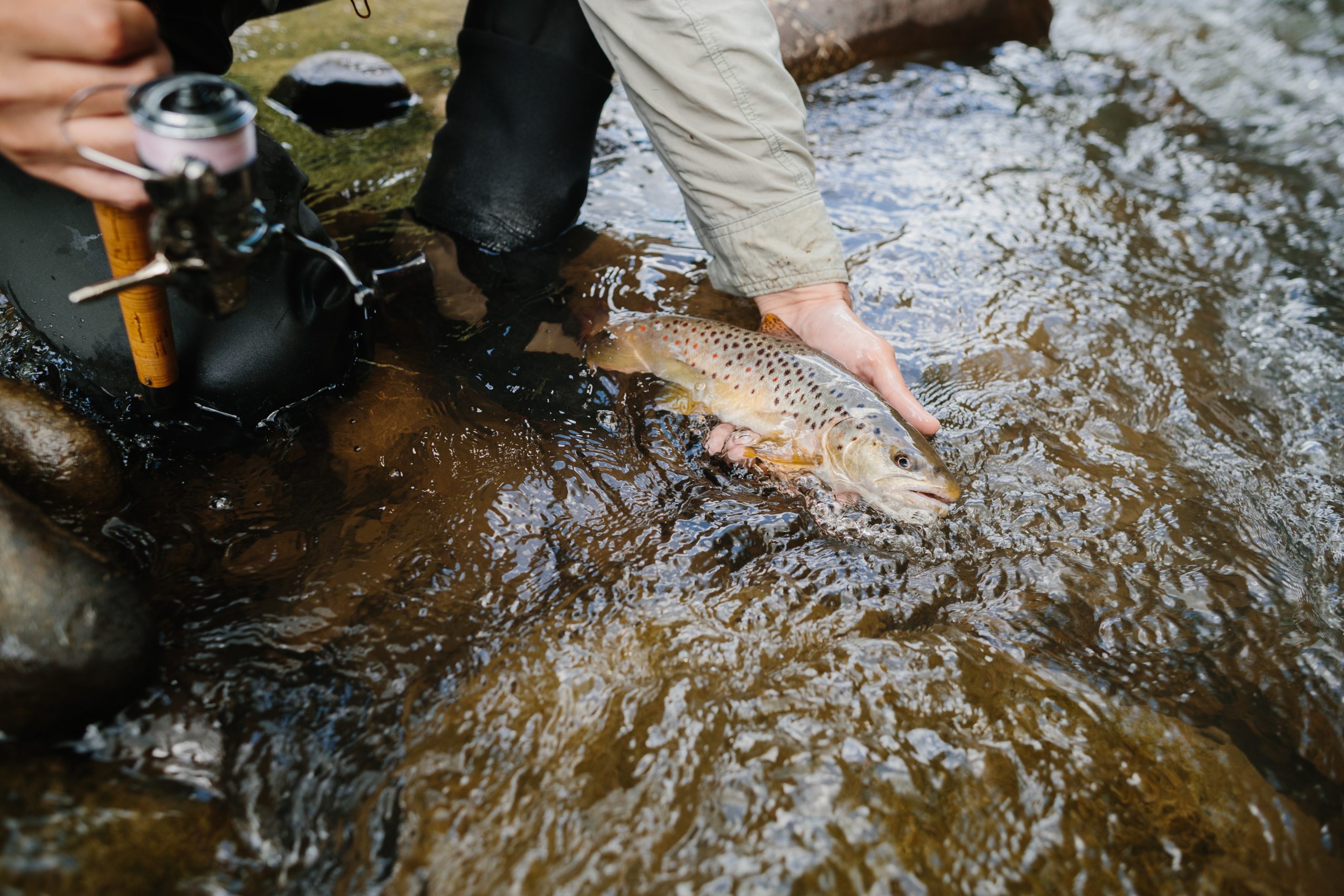 Maryland DNR to Begin Annual Fall Trout Stocking Program