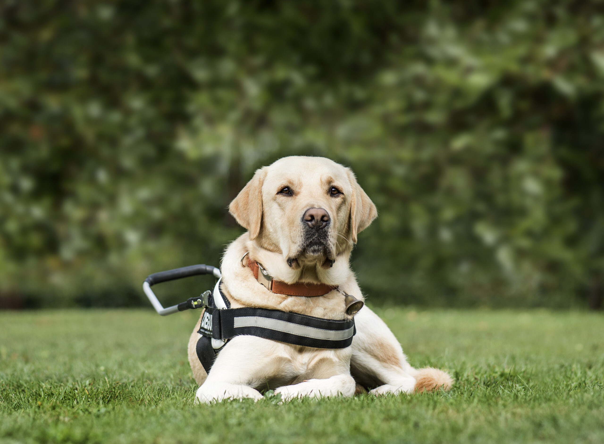 Delaware Governor Declares September Service Dog Month, Recognizing Their Role in Enhancing Lives Across the State