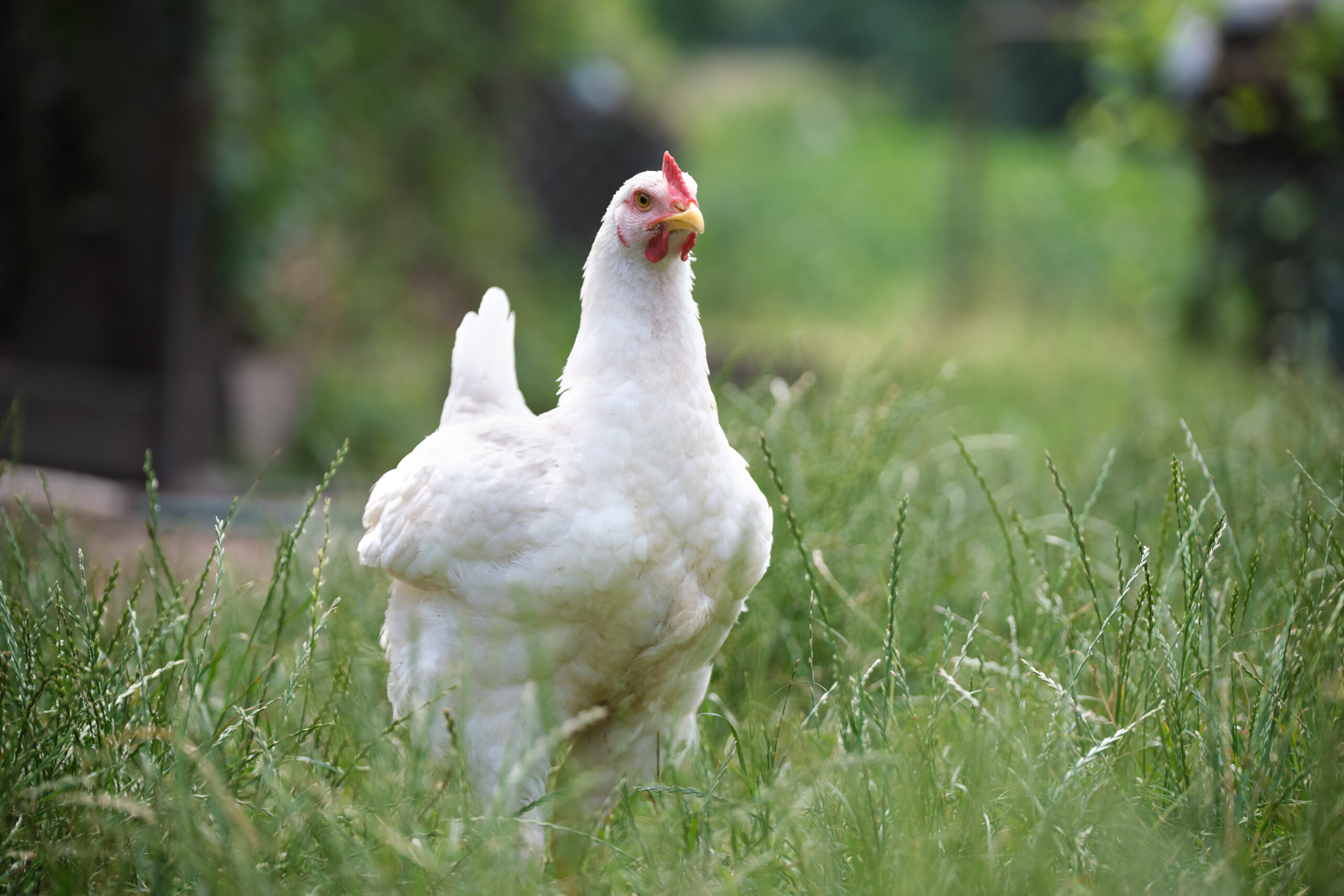 September Brings Virginia Chicken Month, Honoring Poultry Farms and Jobs Across the State