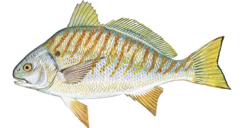 DNREC Establishes New Recreational Possession Limit for Spot Fish