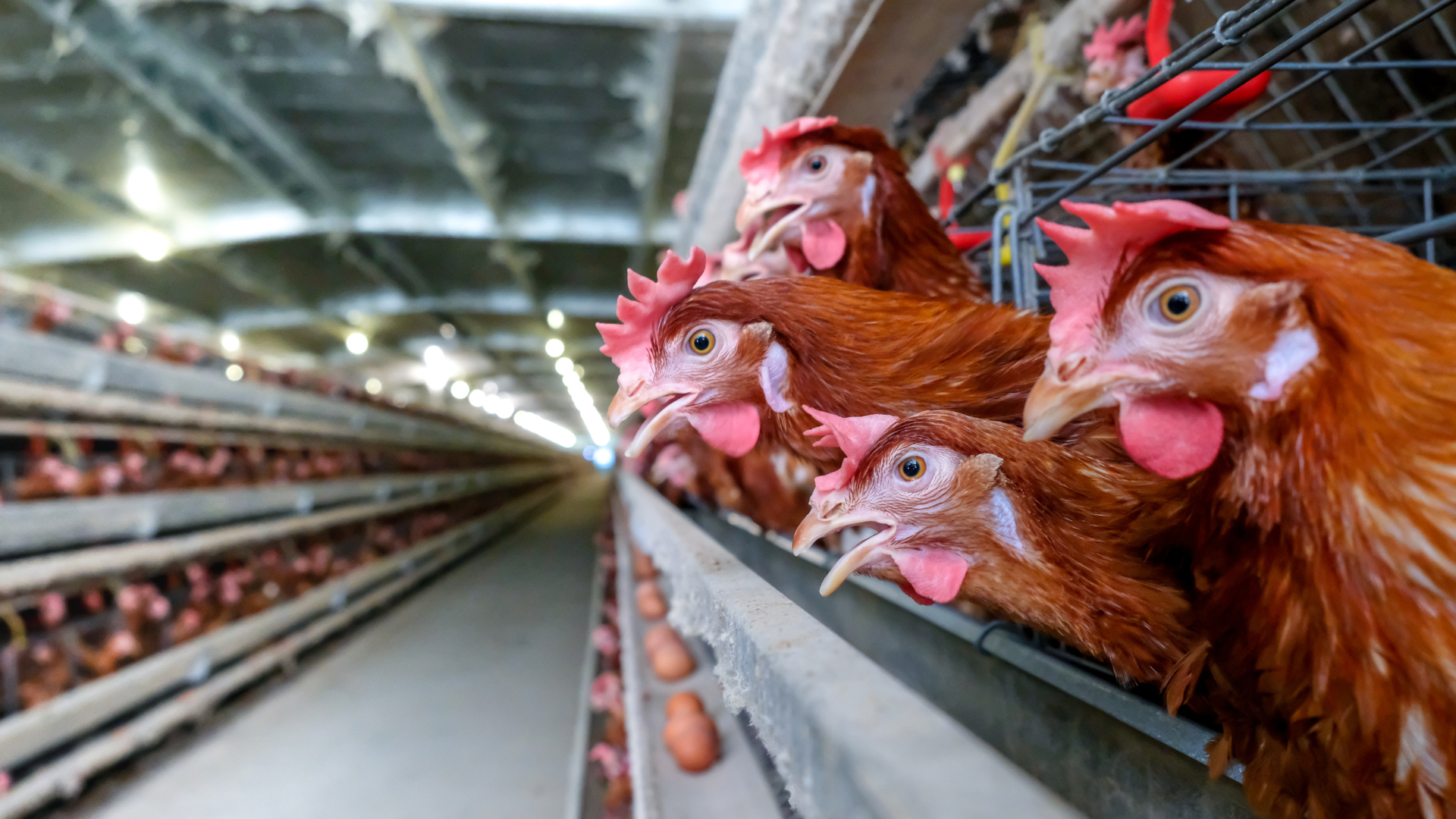 Maryland Department of the Environment to hold public hearings on new animal feeding operations permit