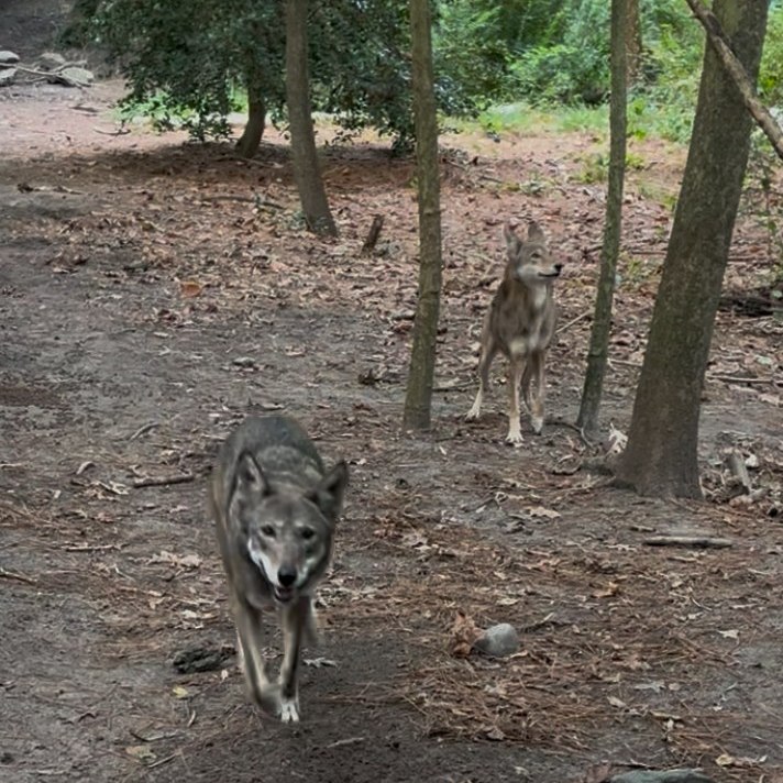 Salisbury Zoo Spotlights Red Wolves During National Wolf Awareness Week