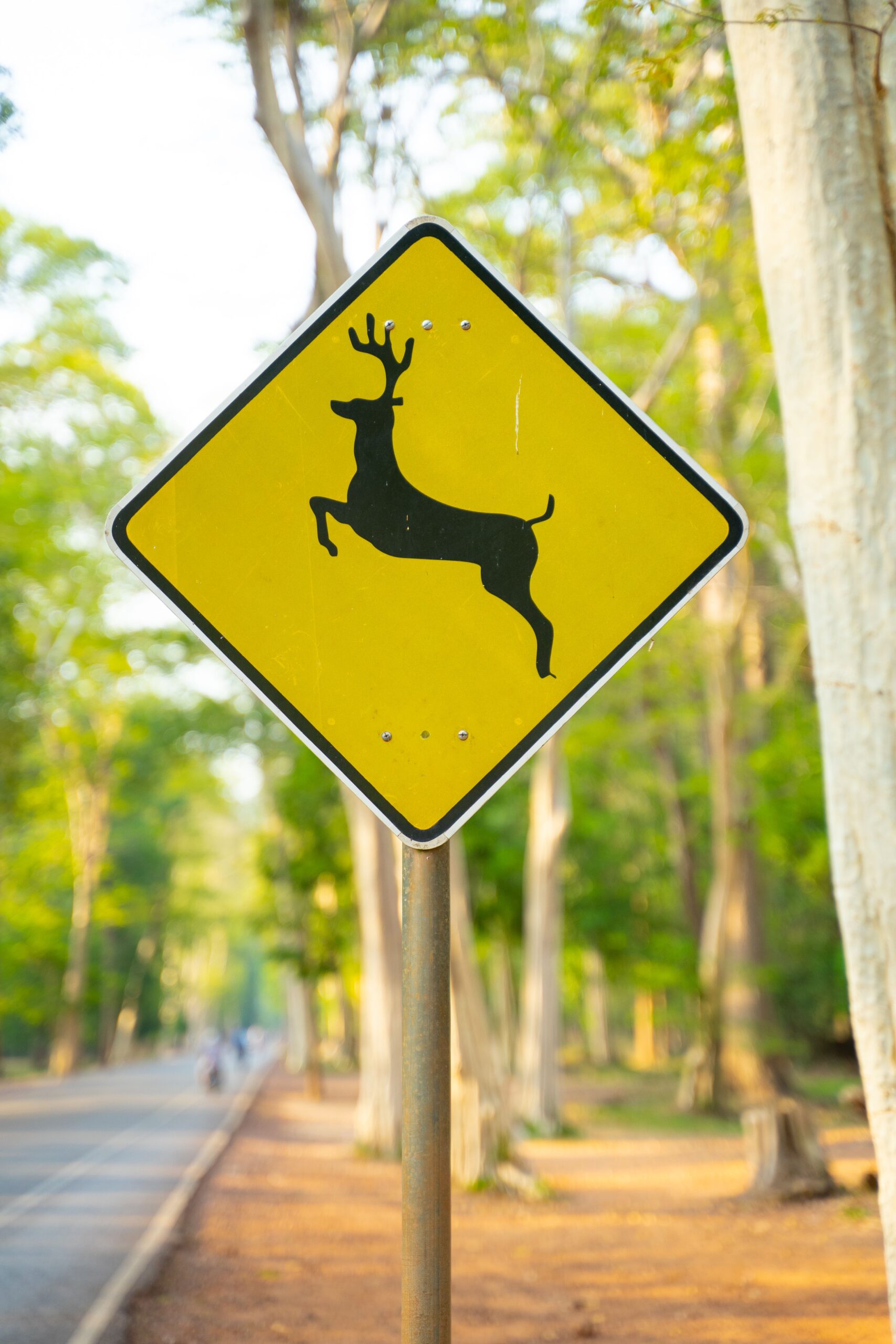 Shorter Days Bring Higher Risk of Deer Collisions, Delaware Officials Caution