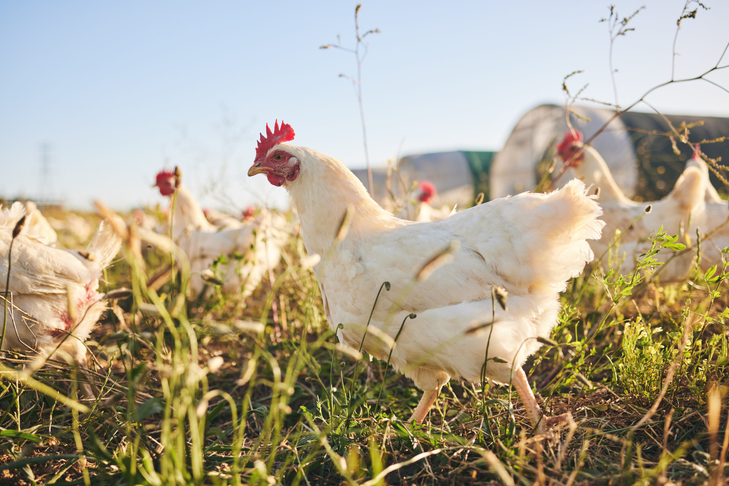 Delaware Confirms Presumptive Avian Influenza in Backyard Flock