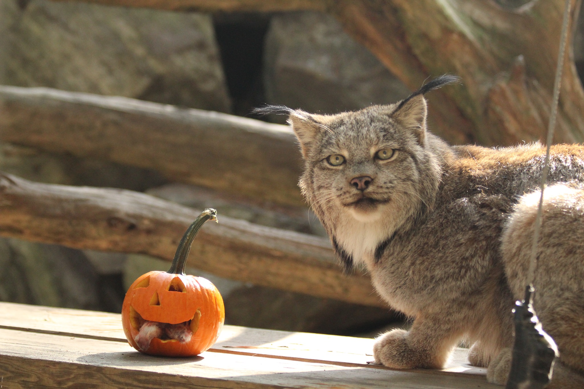 SALISBURY ZOO ANNOUNCES DEATH OF LONGTIME RESIDENT CANADA LYNX CHAYNE